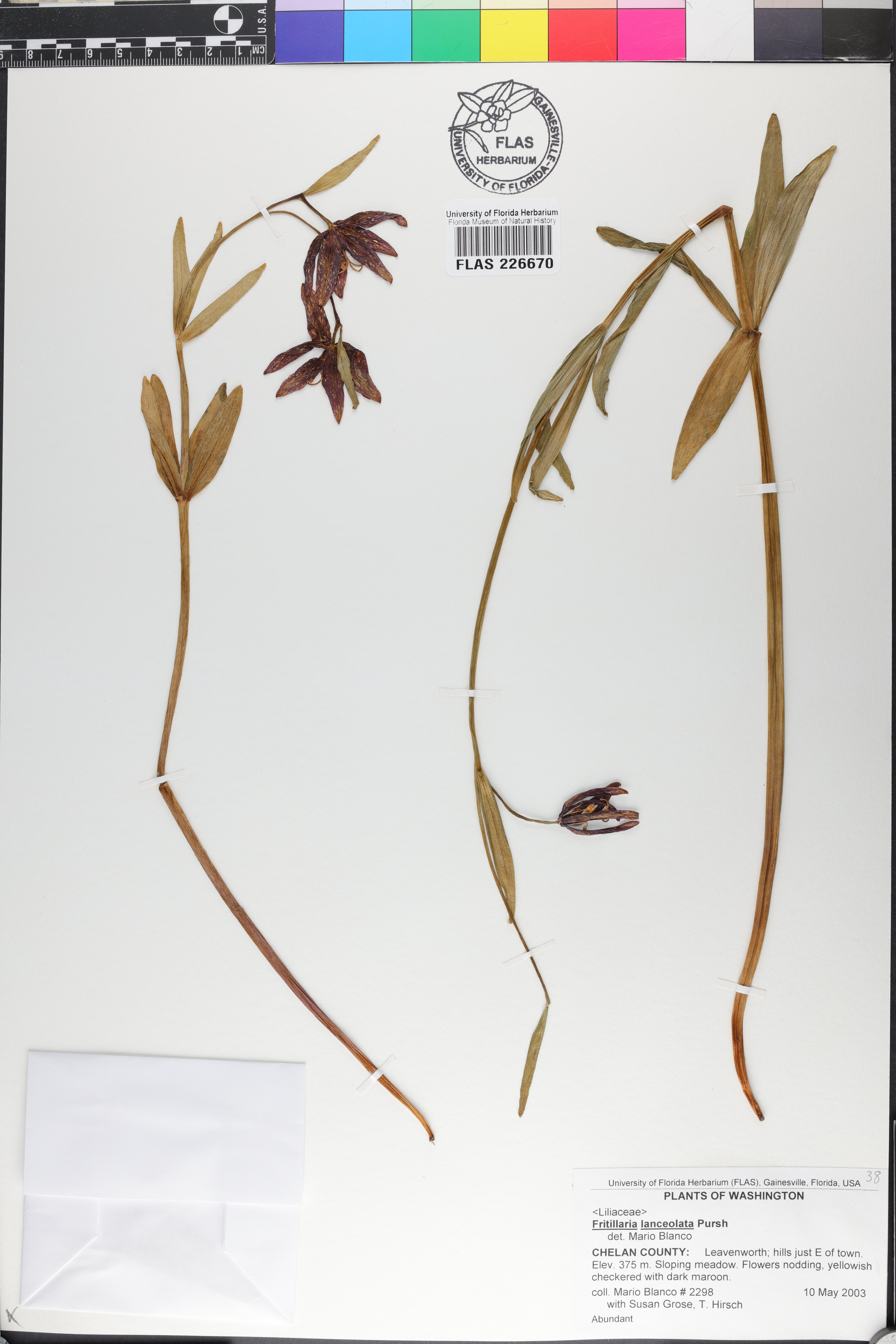 Fritillaria affinis var. affinis image