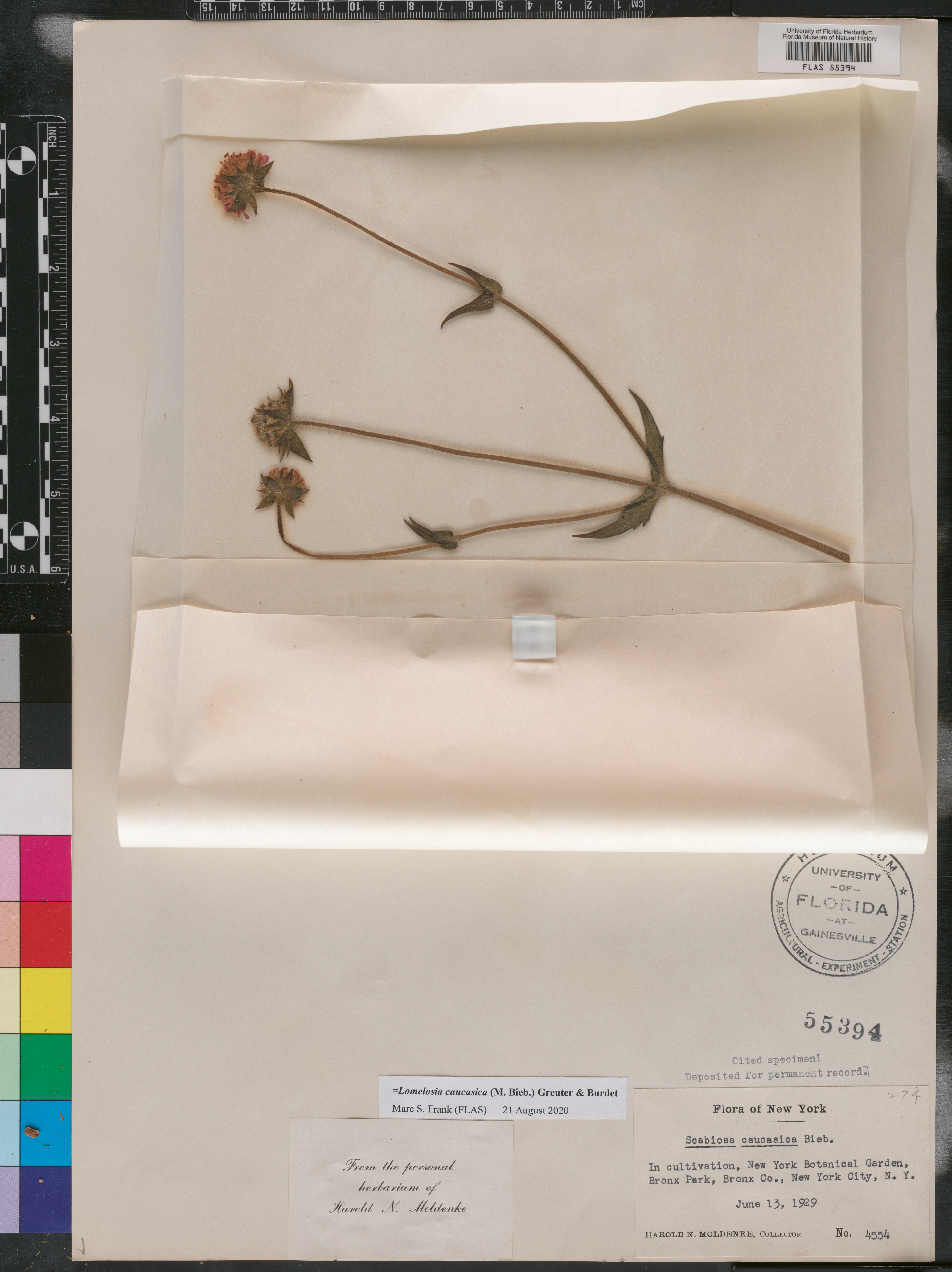 Lomelosia caucasica image