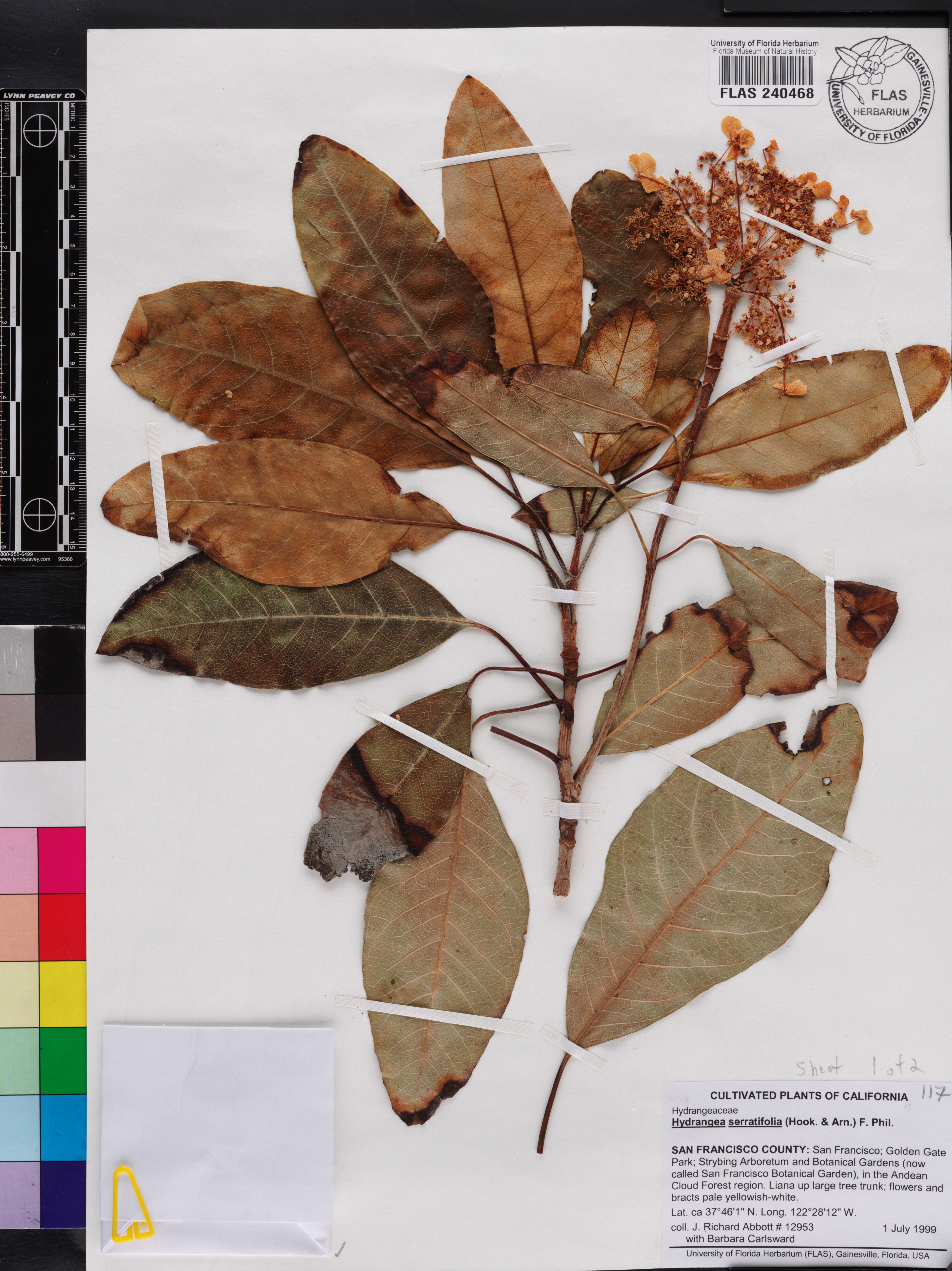 Hydrangea serratifolia image