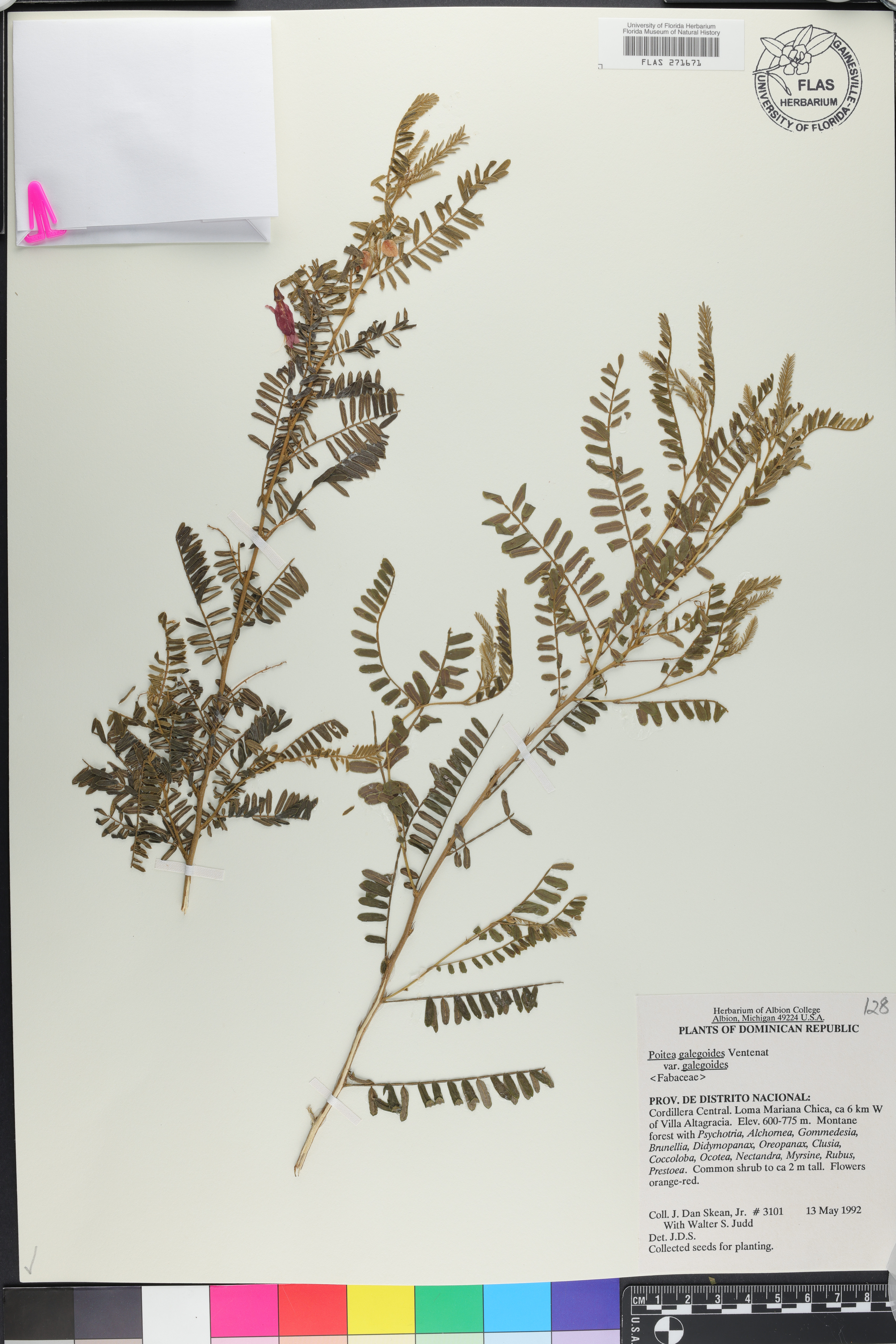 Poitea galegoides var. galegoides image