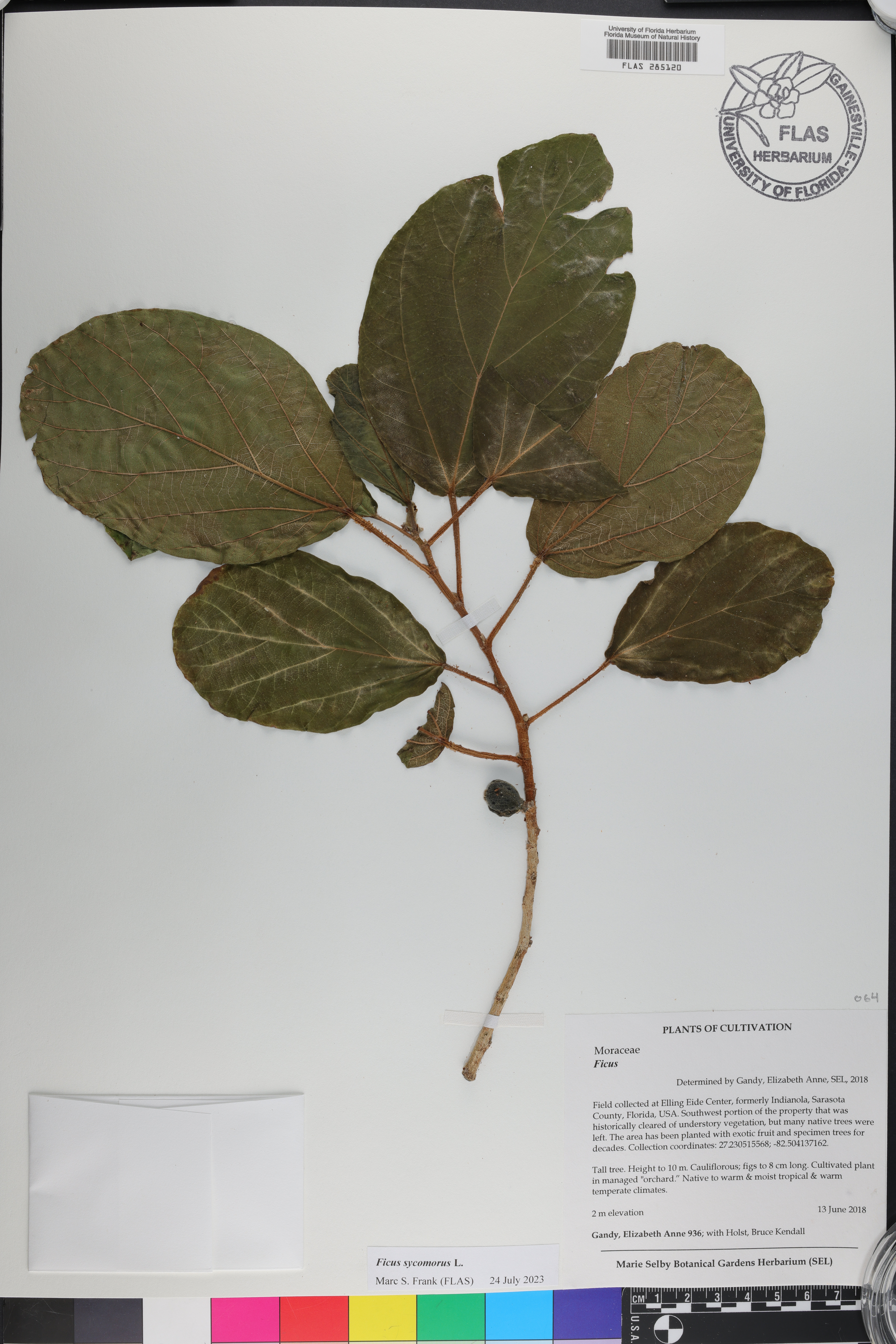 Ficus sycomorus image