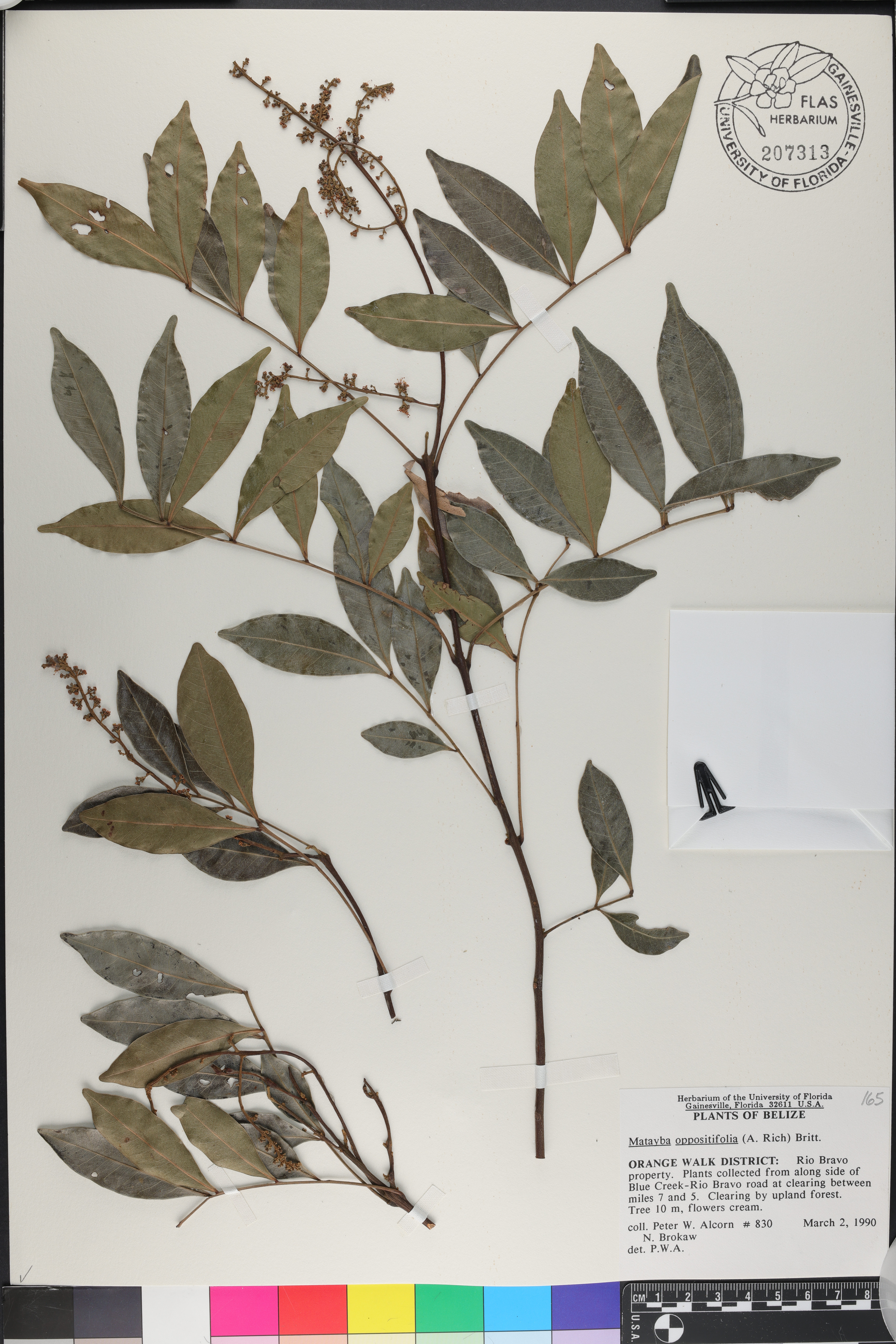 Matayba oppositifolia image