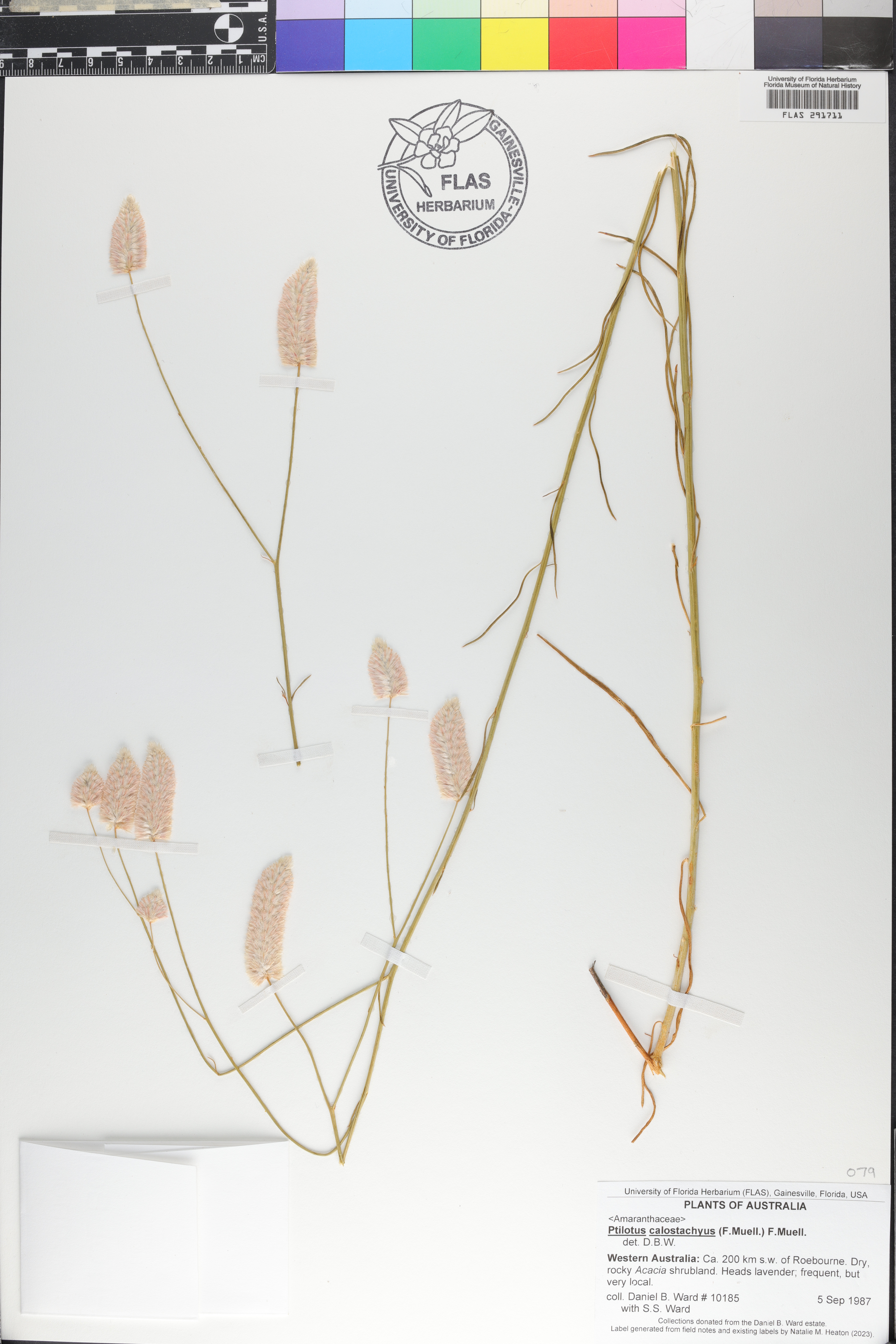 Ptilotus calostachyus image