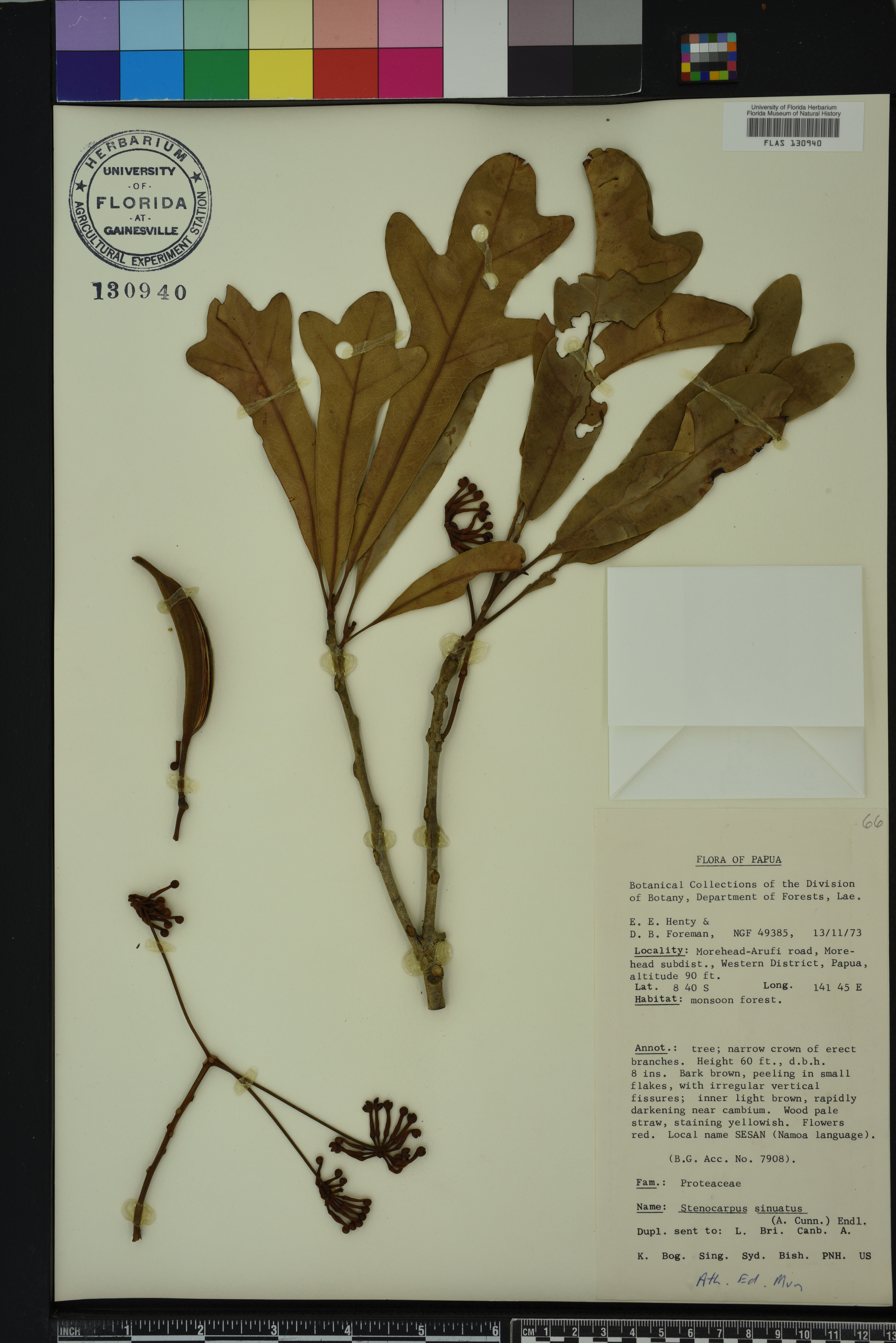 Stenocarpus image