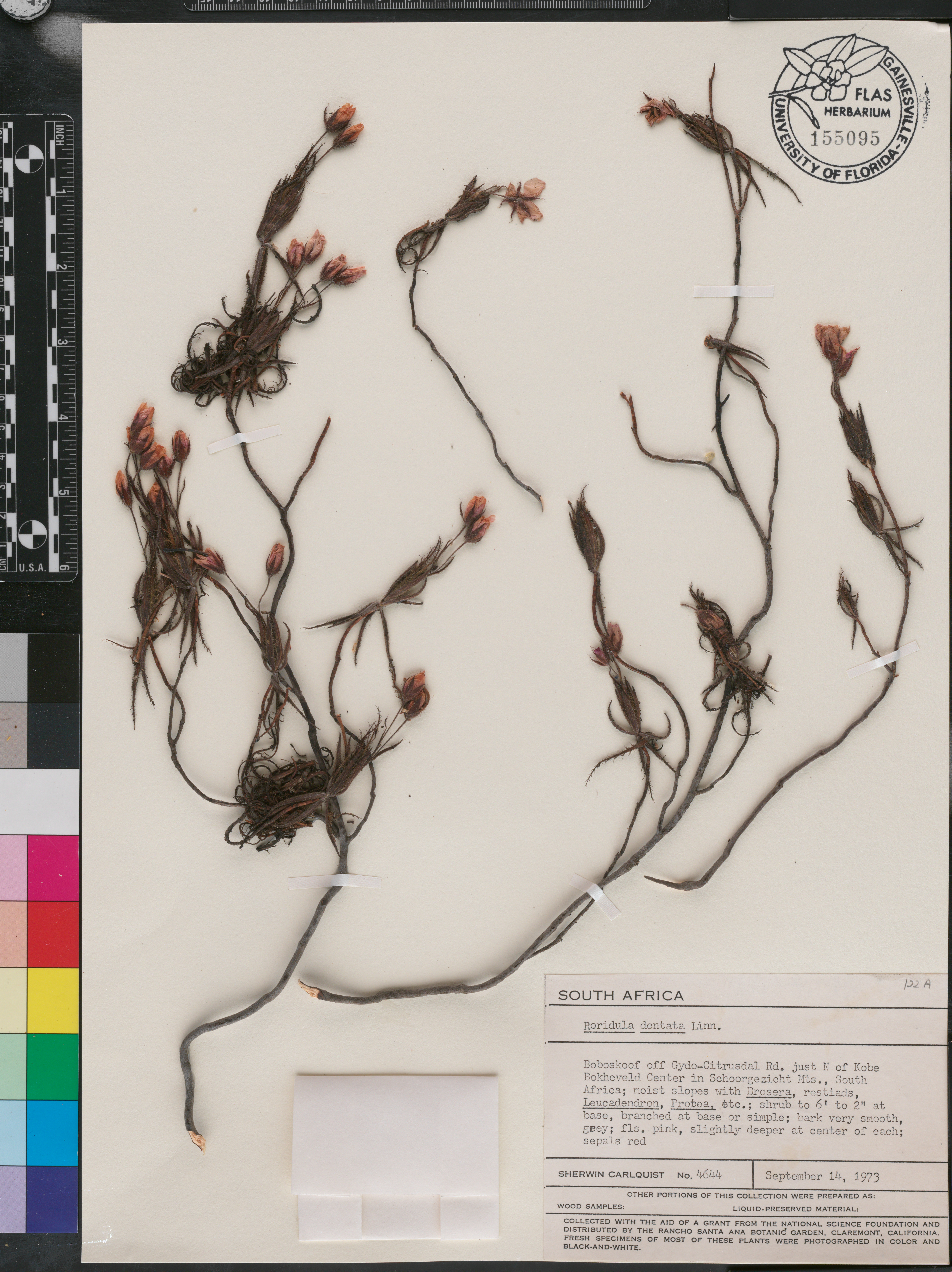 Roridula dentata image