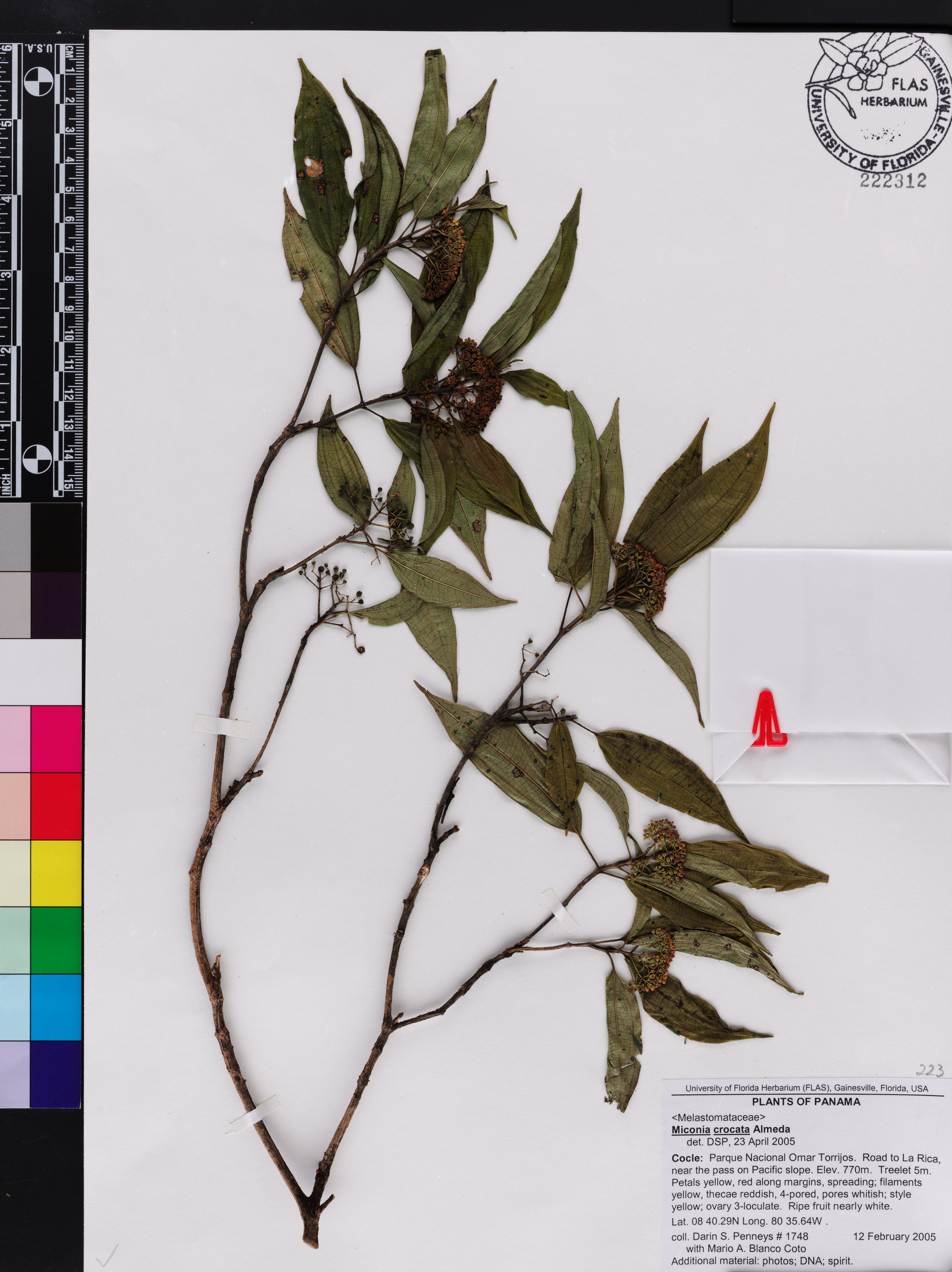 Miconia crocata image