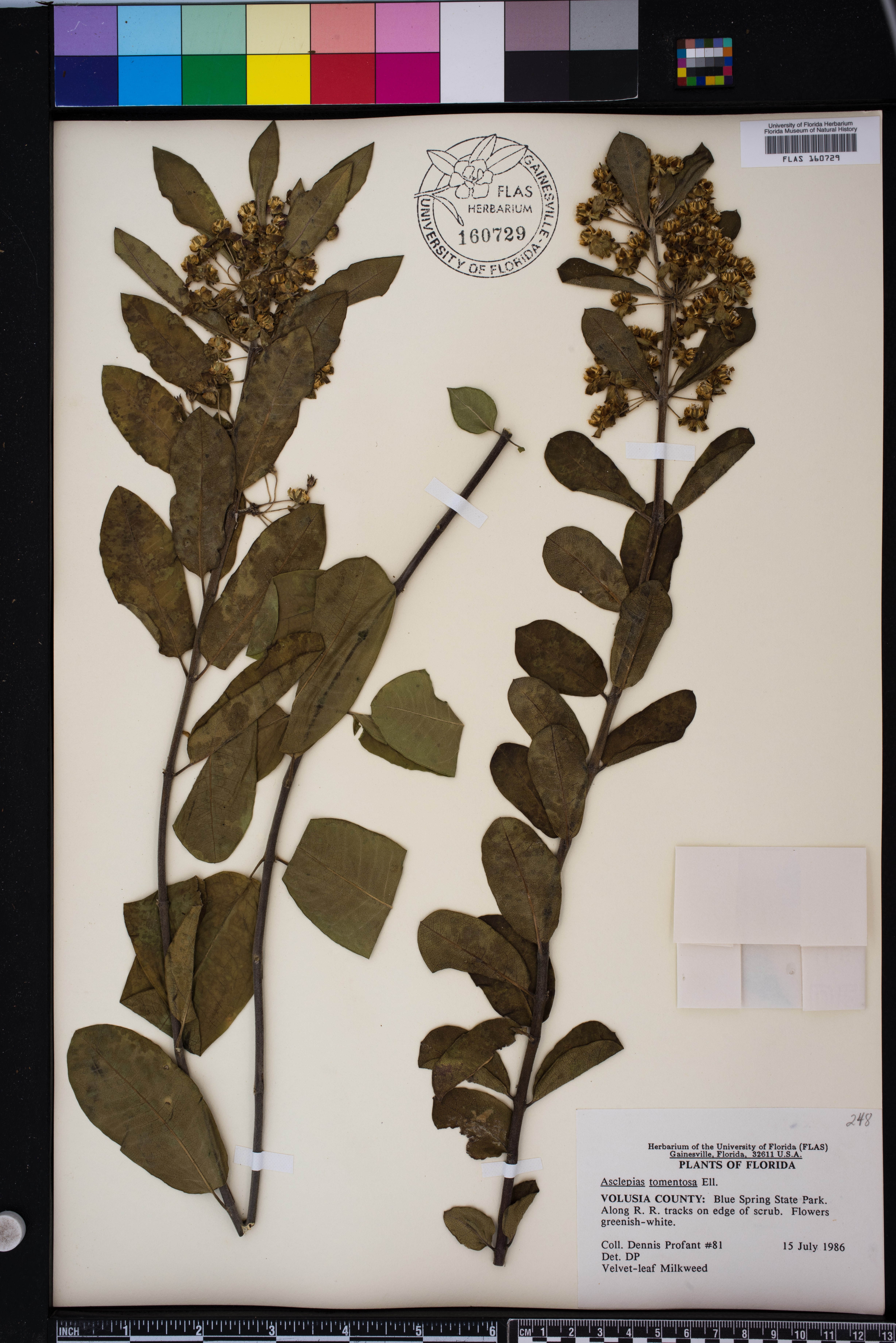 Asclepias tomentosa image