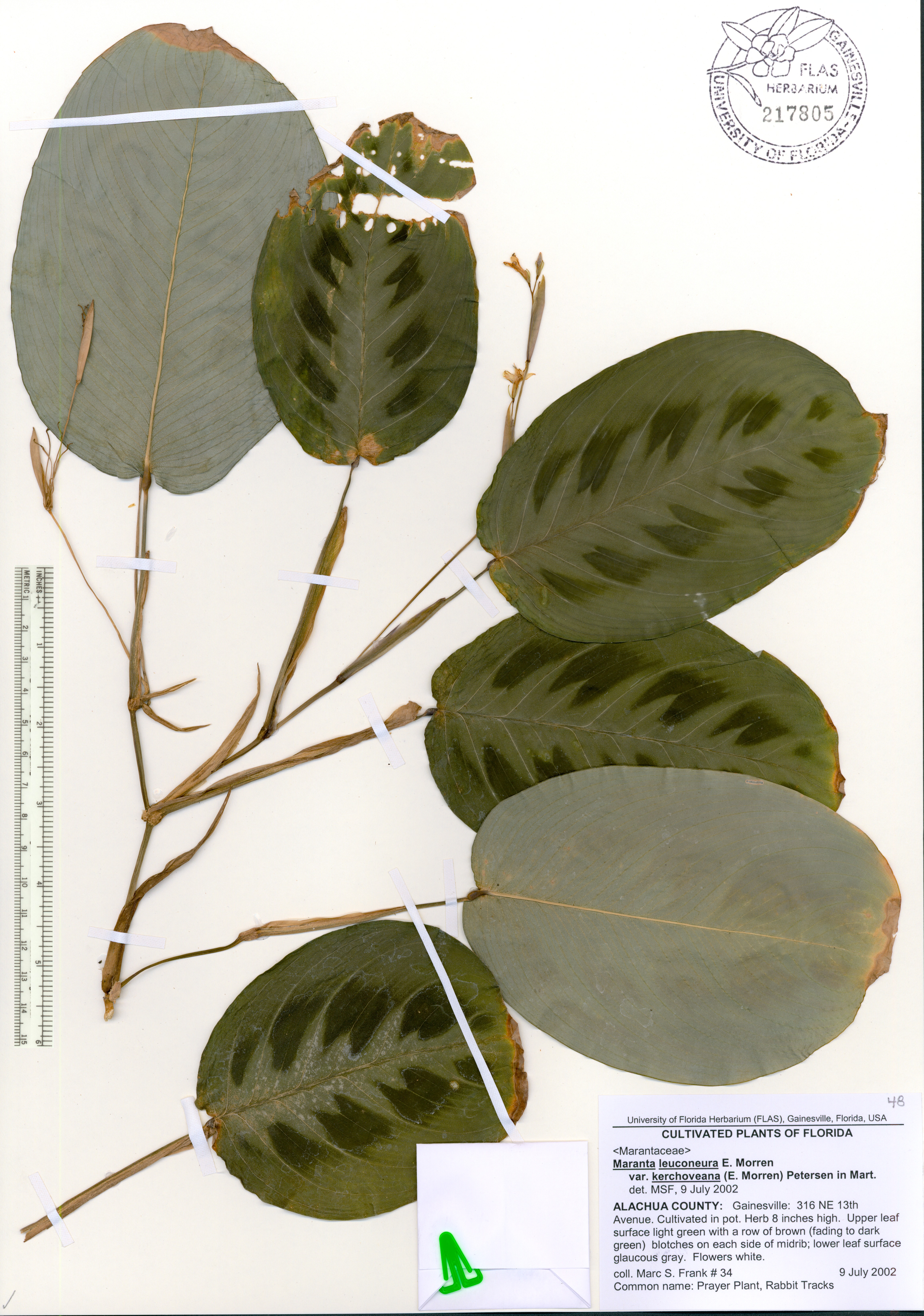 Maranta leuconeura image