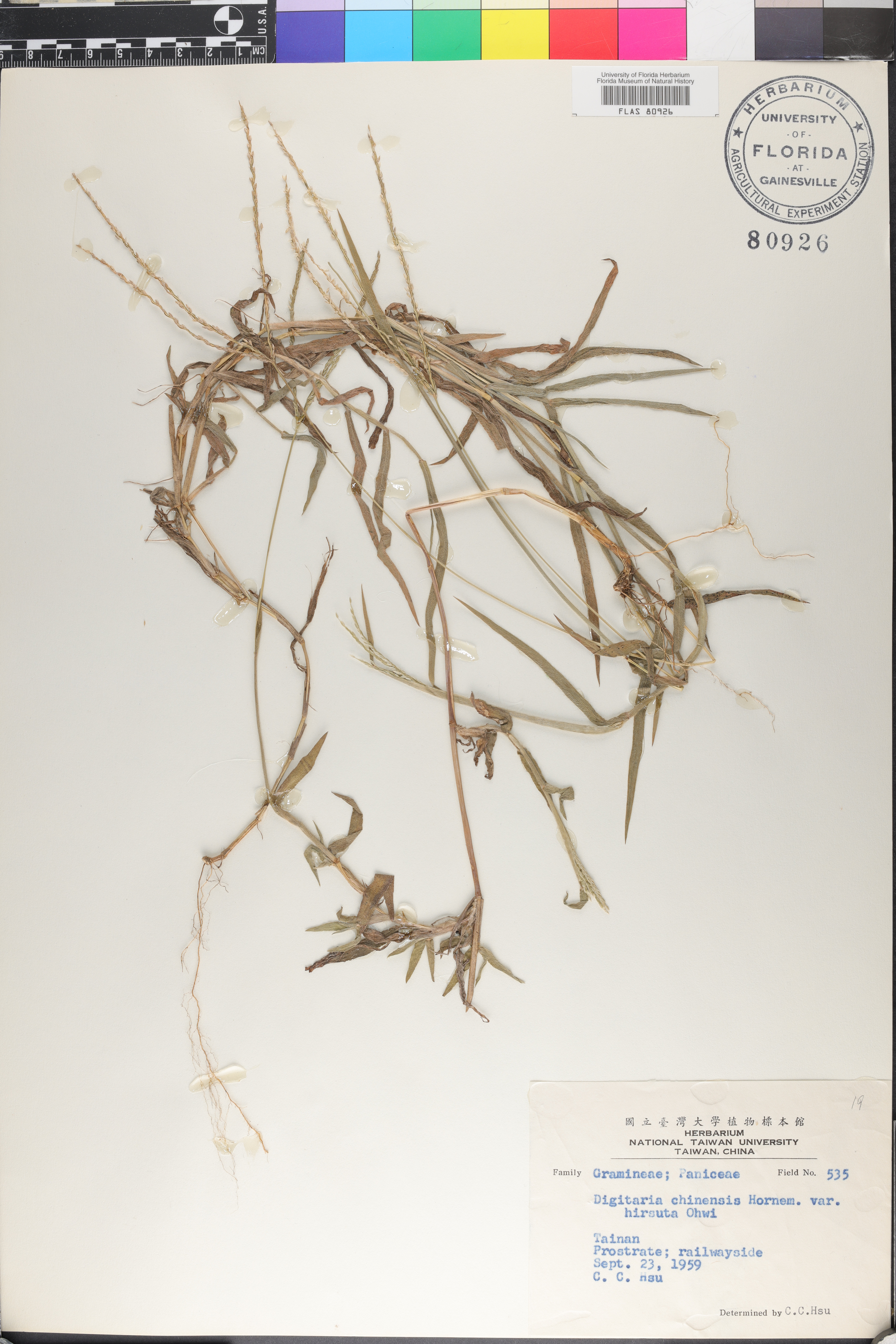 Digitaria chinensis image