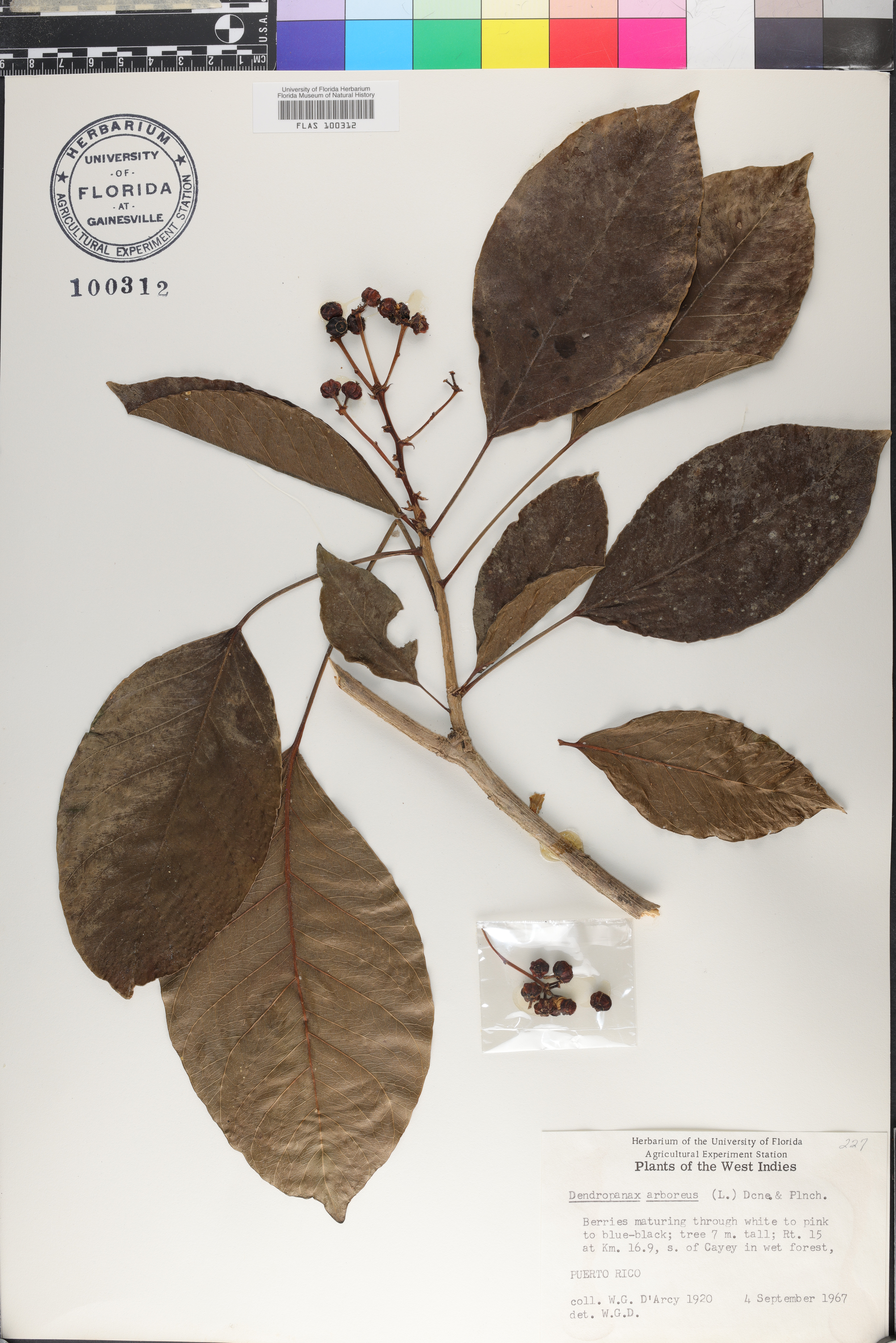 Dendropanax arboreus image
