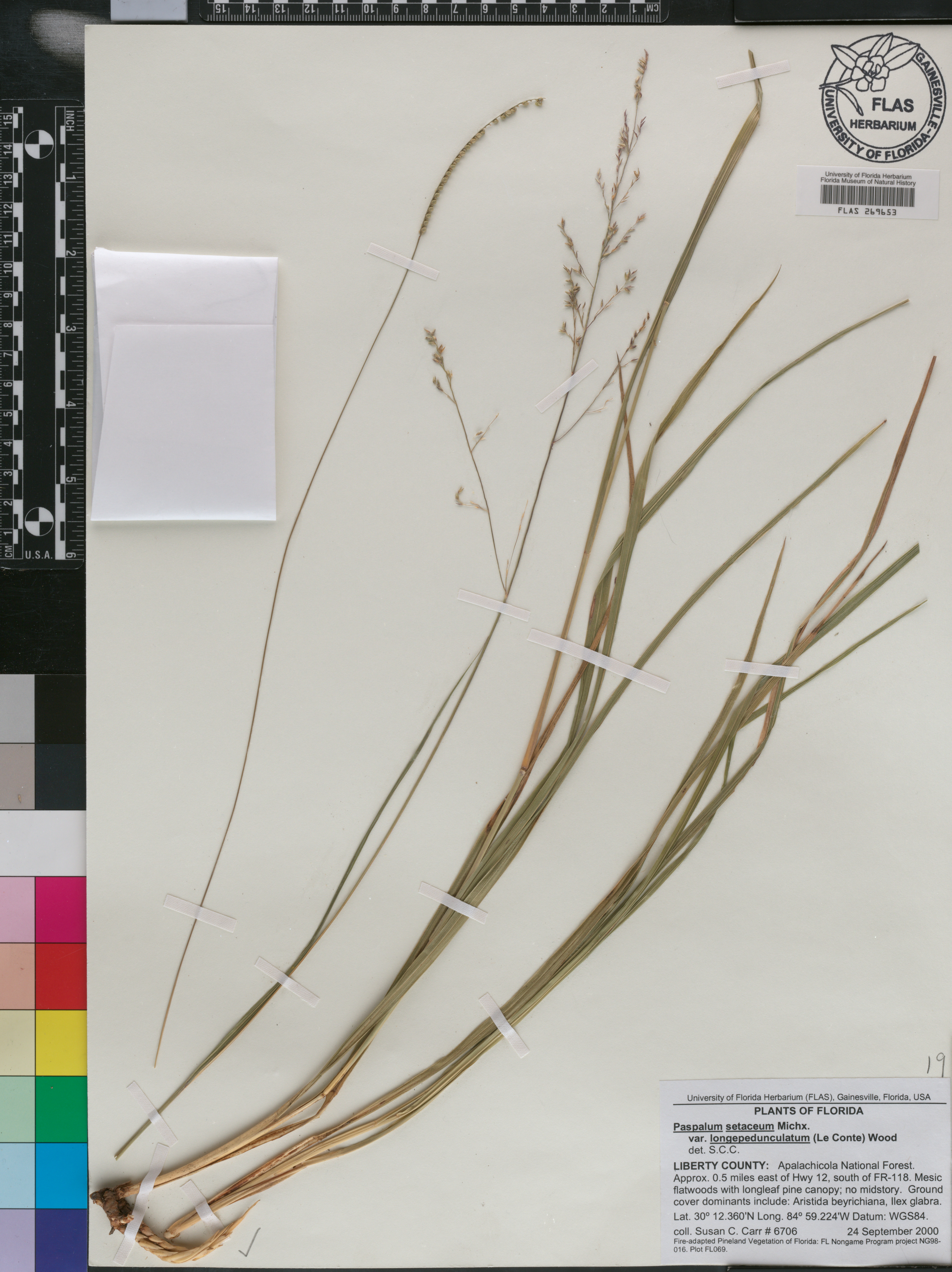 Paspalum setaceum var. longepedunculatum image