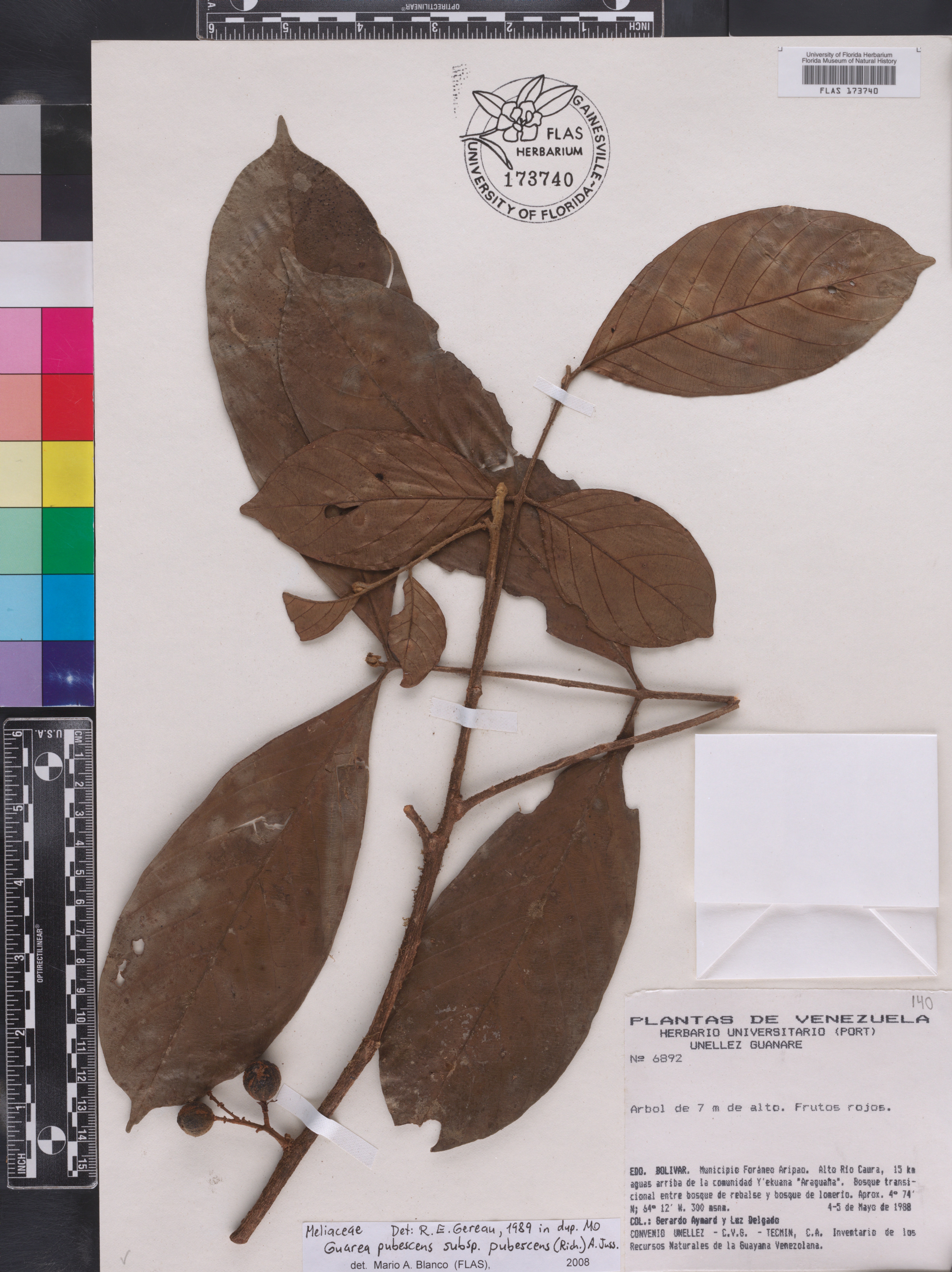 Guarea pubescens image