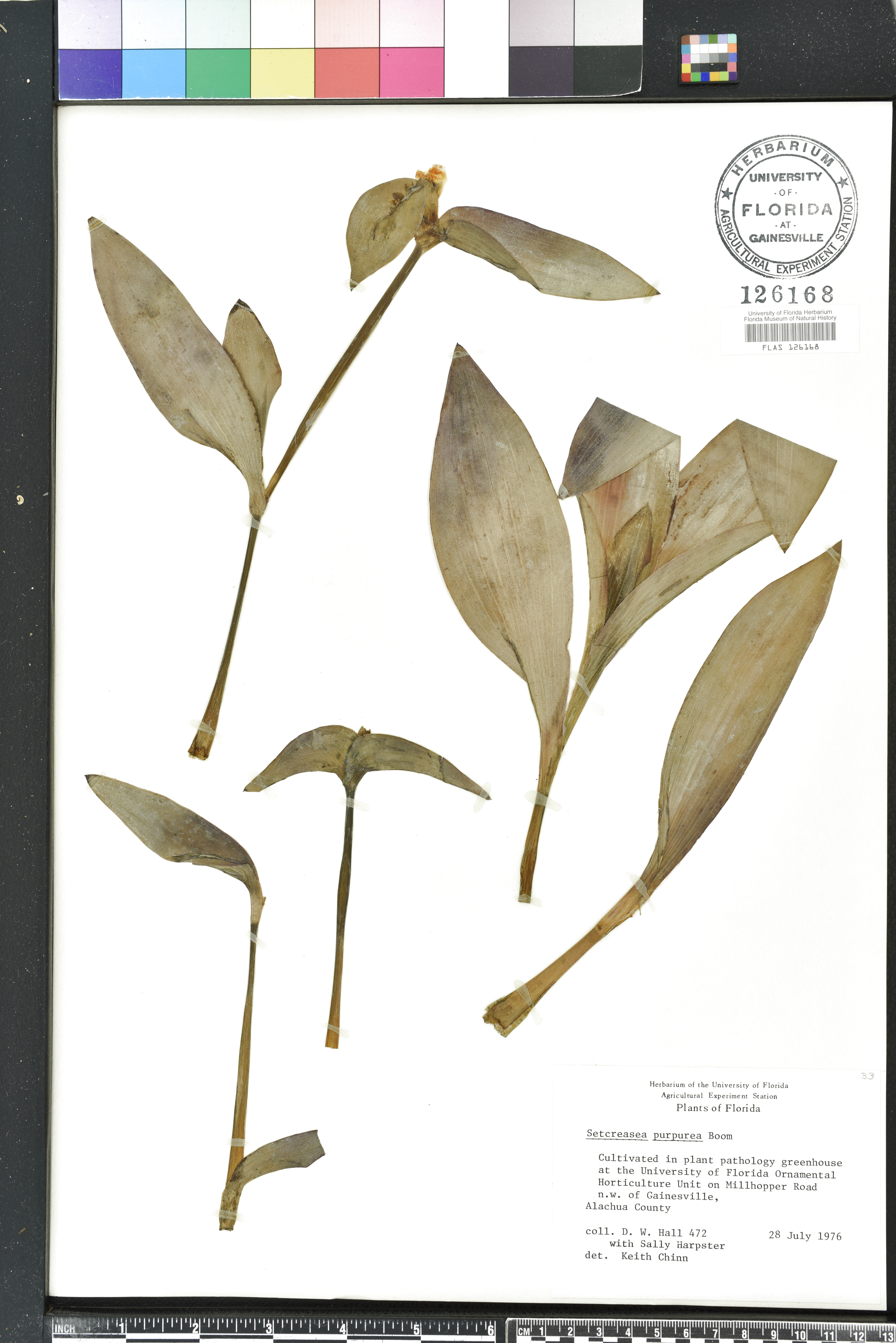 Tradescantia pallida image