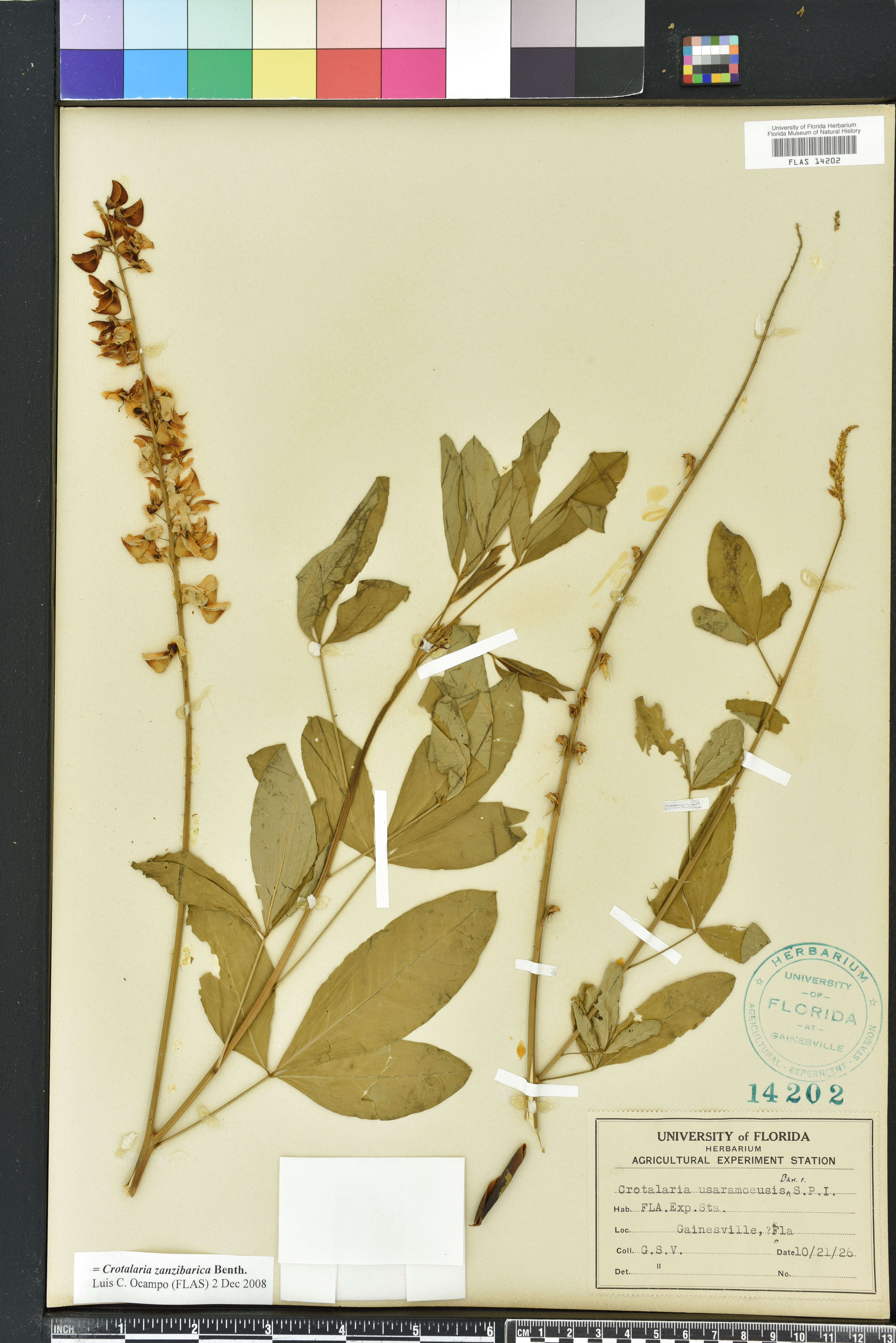 Crotalaria trichotoma image