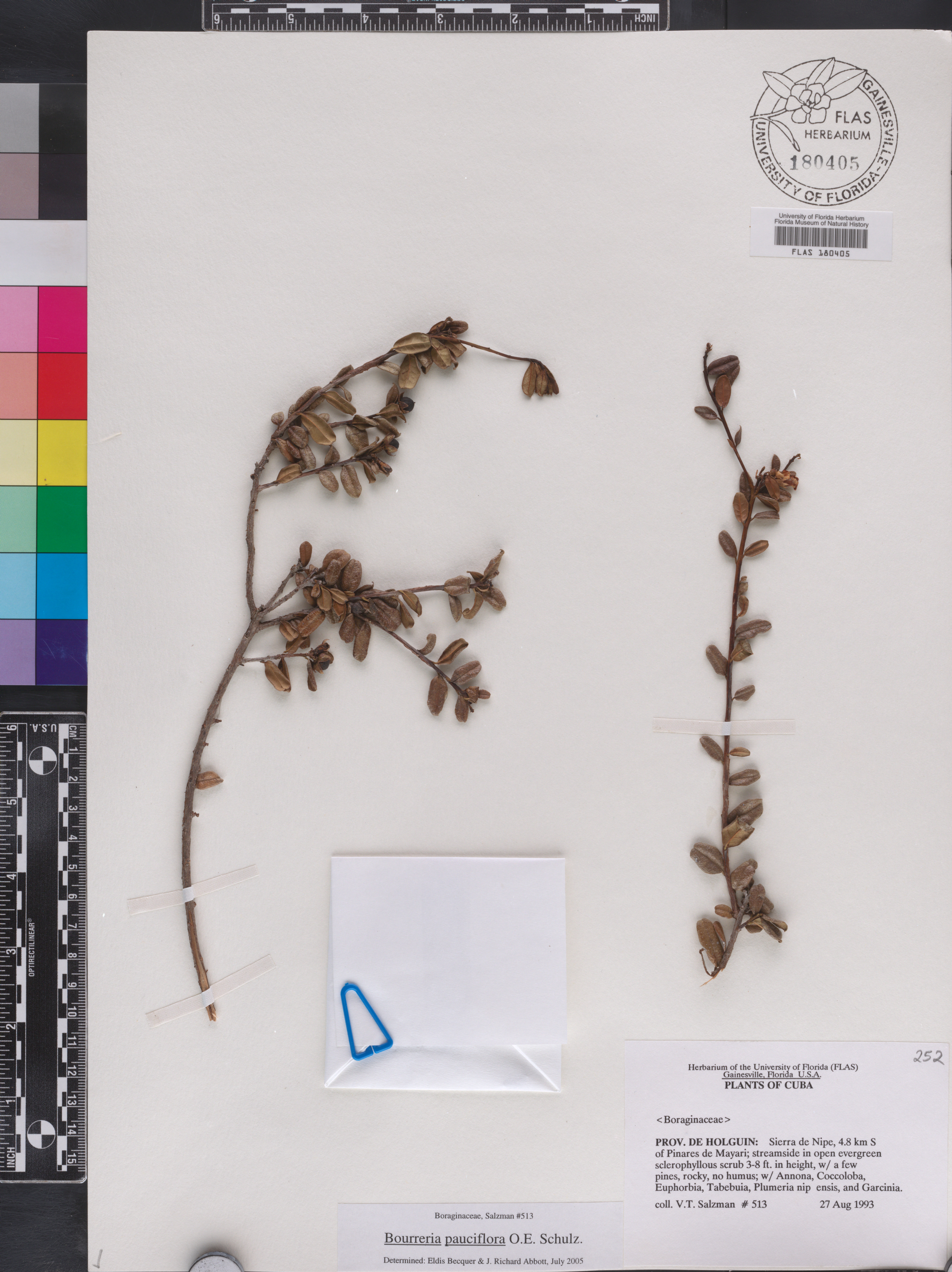 Bourreria pauciflora image