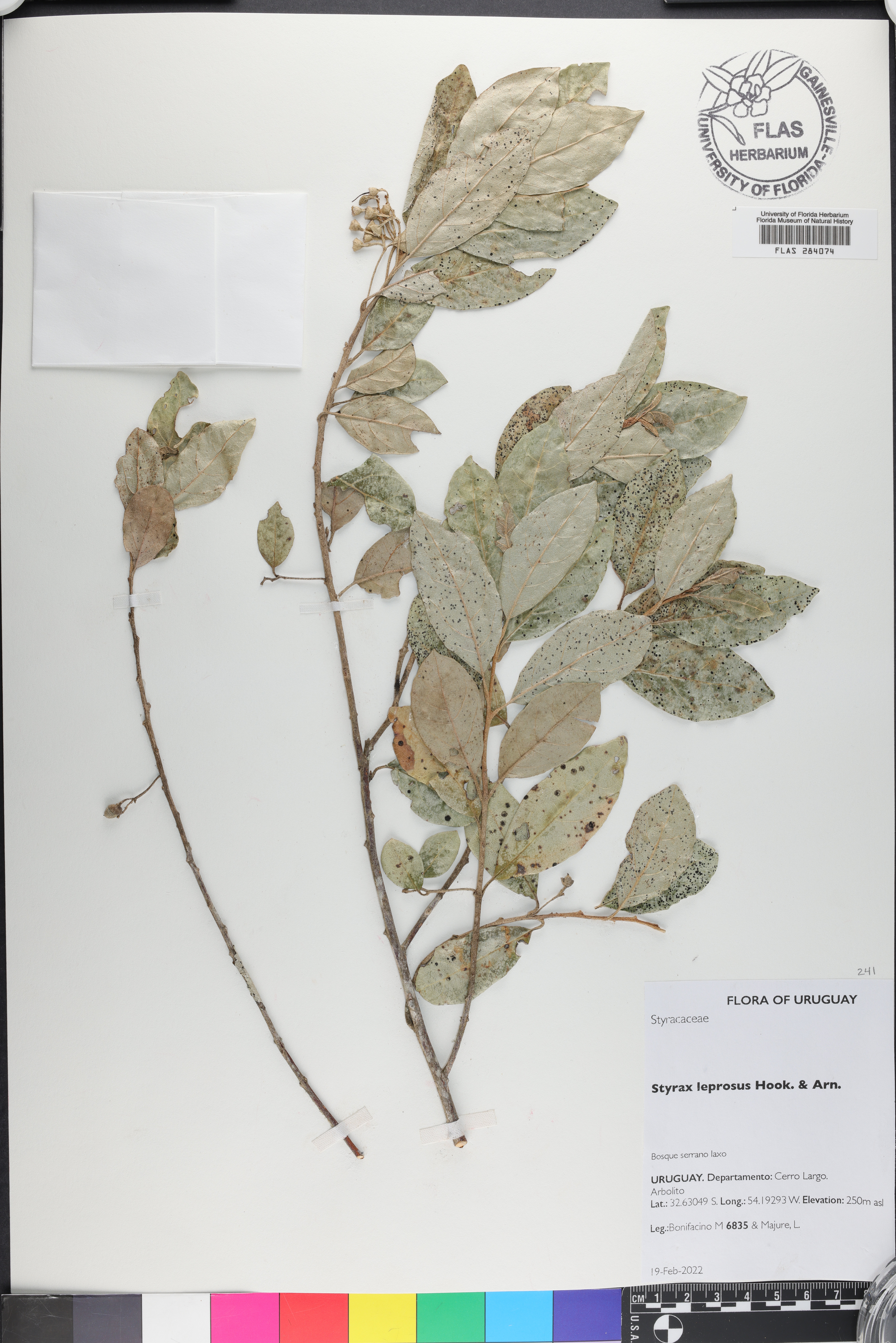 Styrax leprosus image