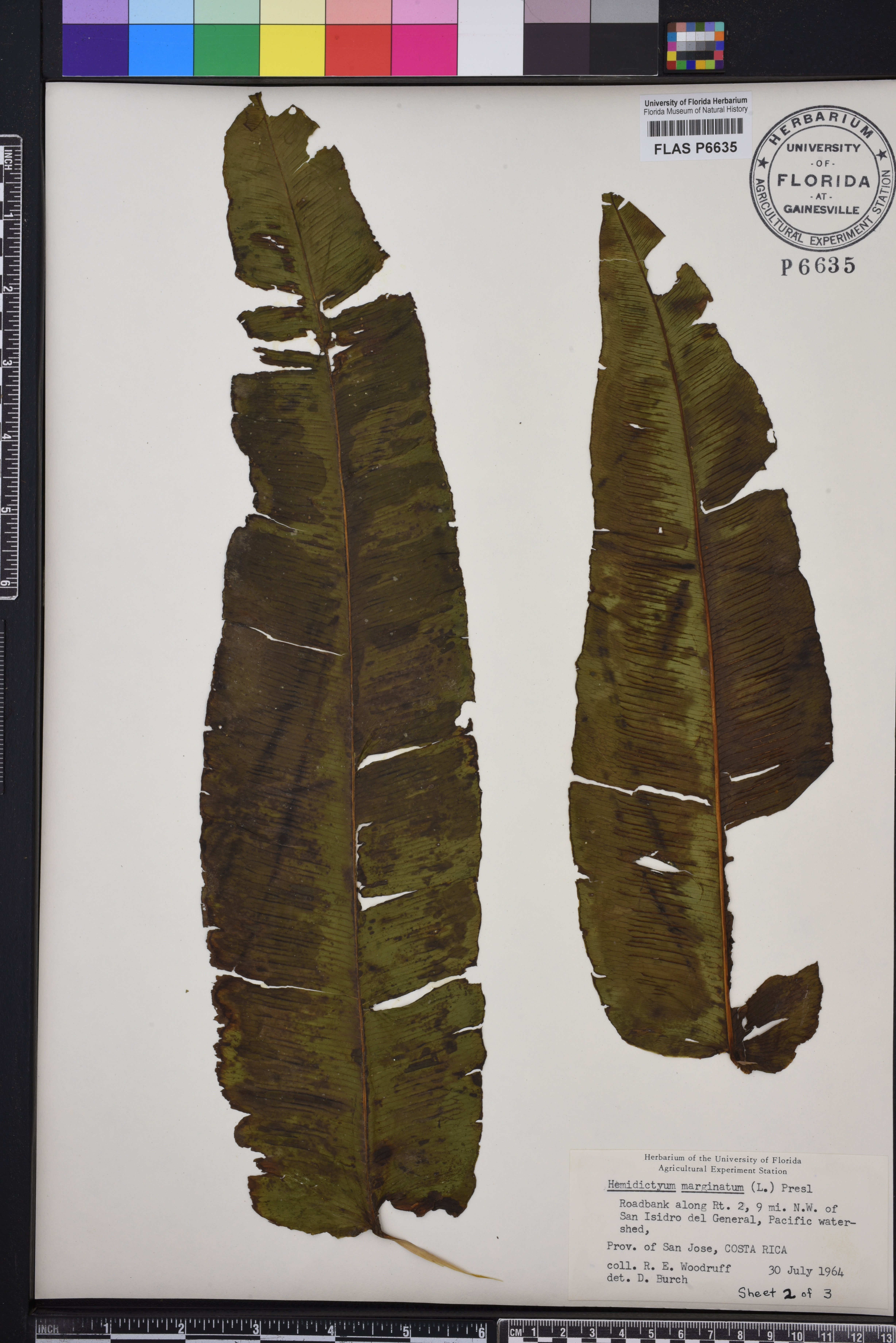 Hemidictyum marginatum image