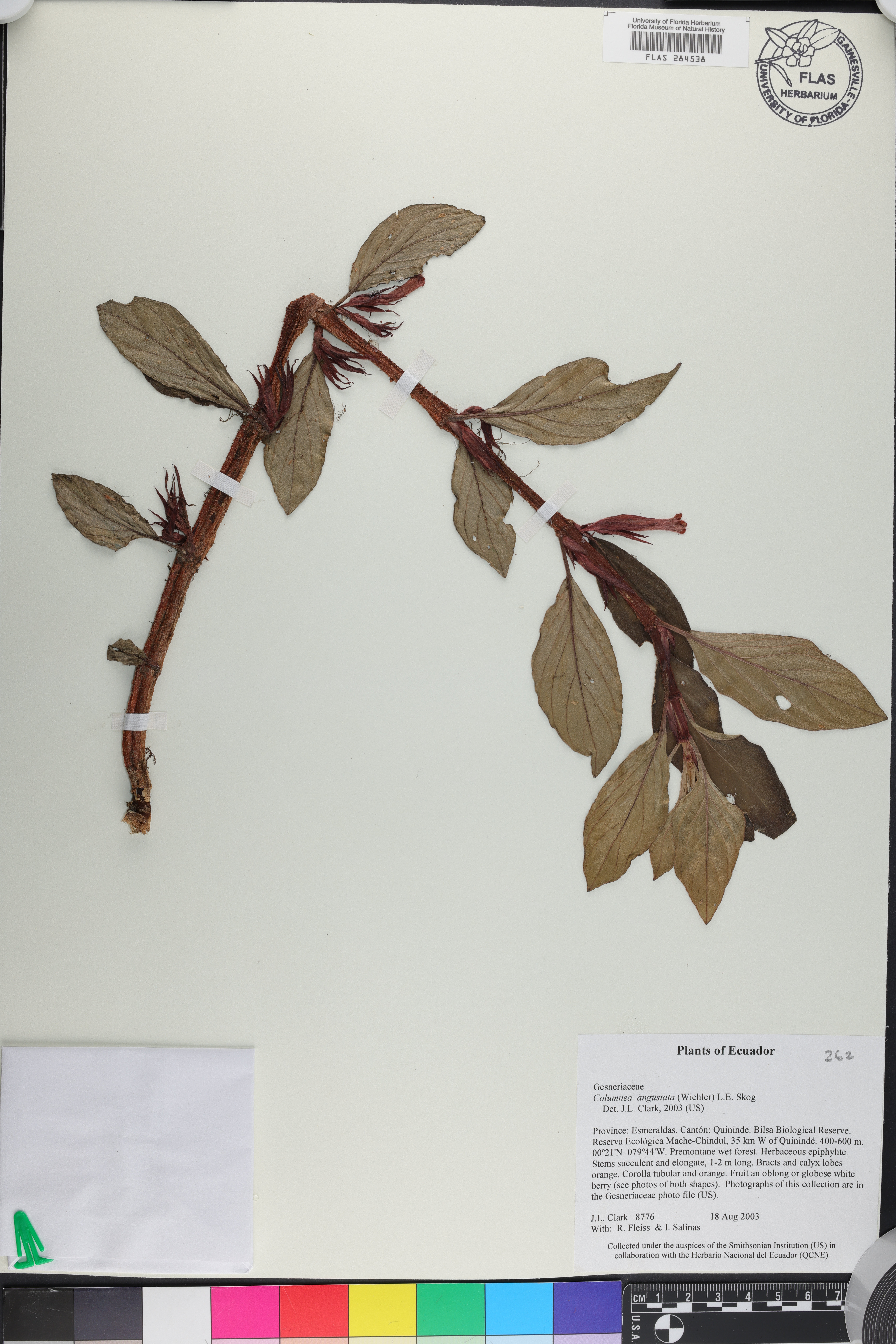 Columnea angustata image
