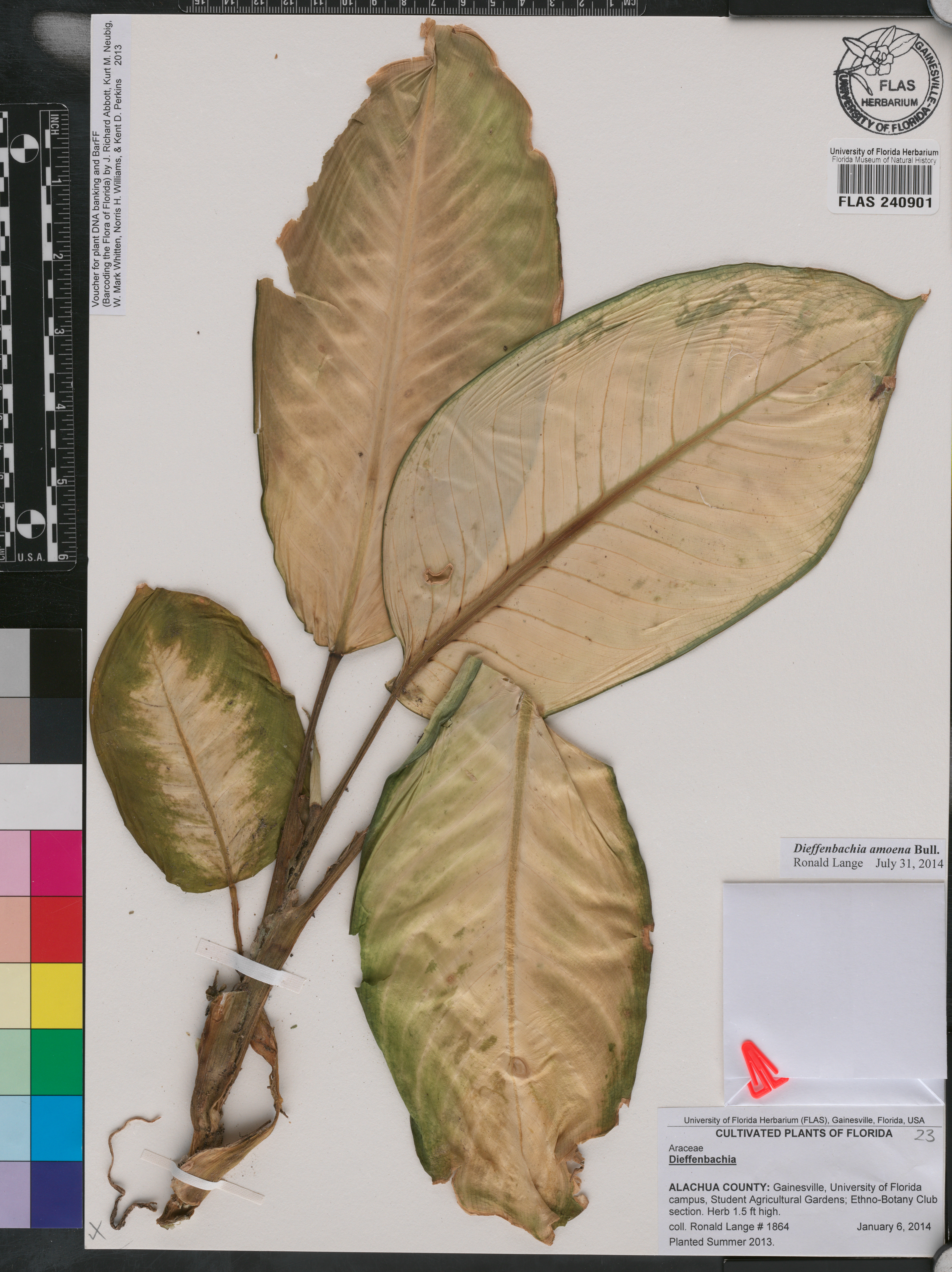 Dieffenbachia seguine image