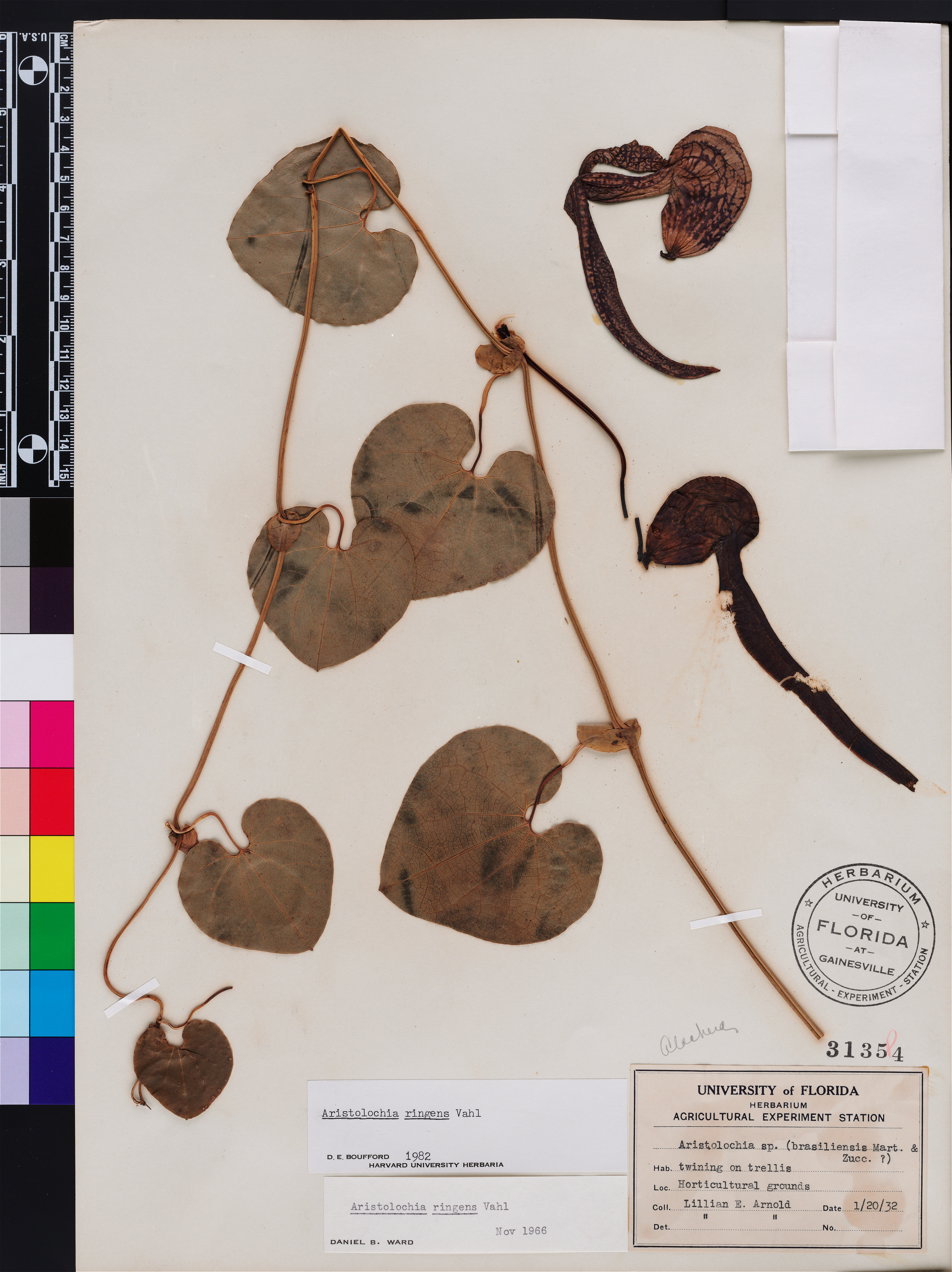 Aristolochia ringens image