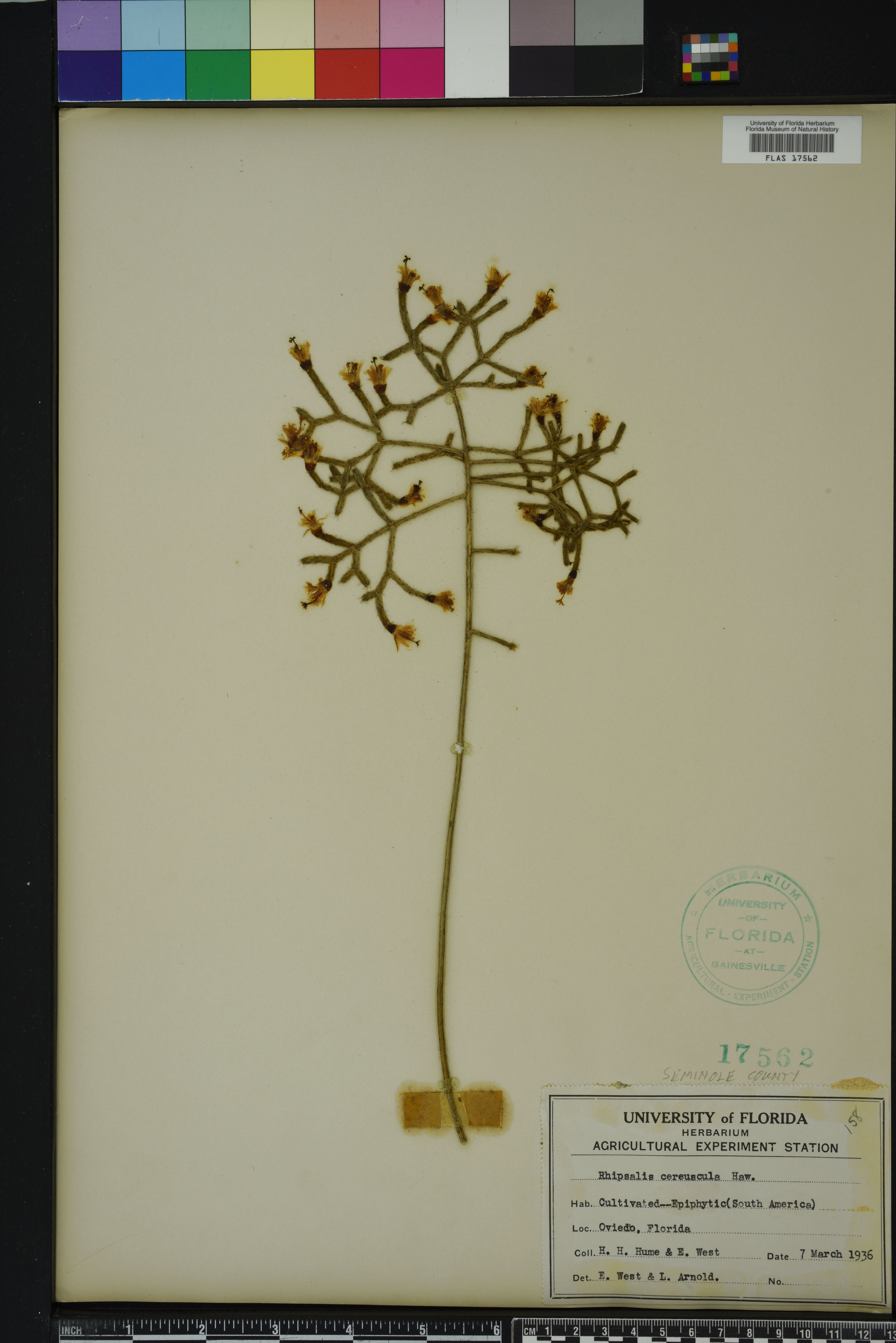 Rhipsalis cereuscula image