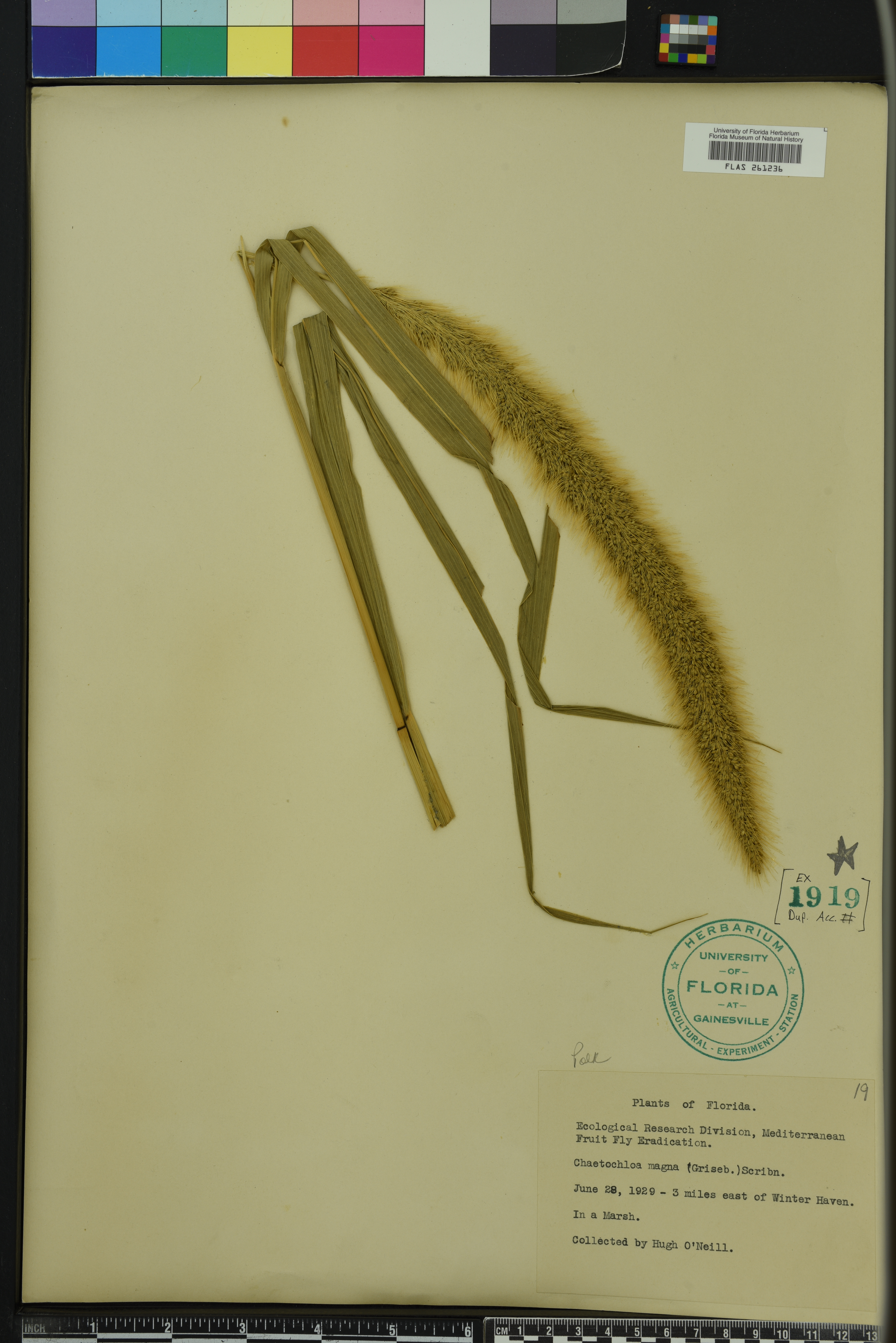 Pseudolepicoleaceae image