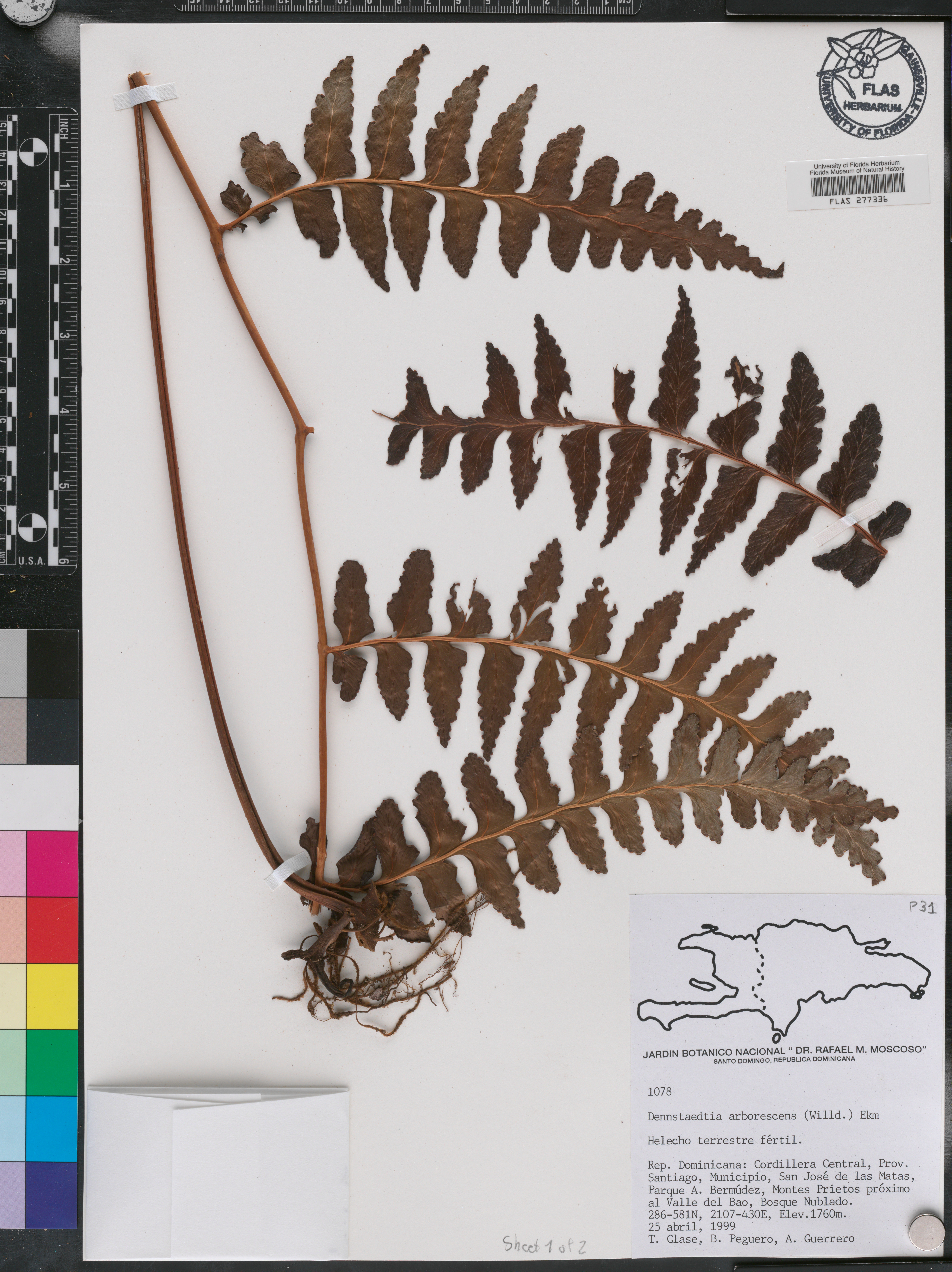 Dennstaedtia arborescens image