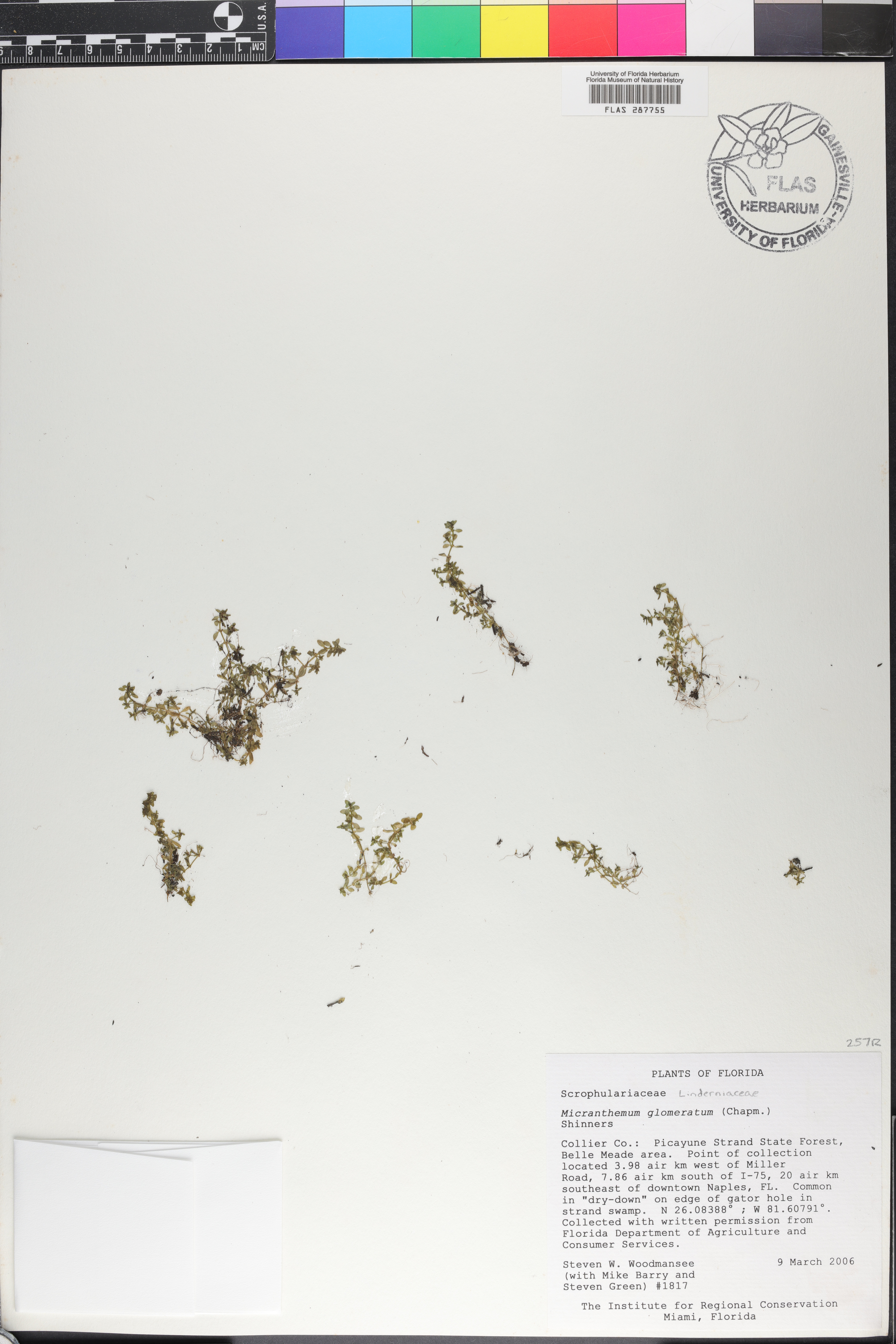 Micranthemum glomeratum image