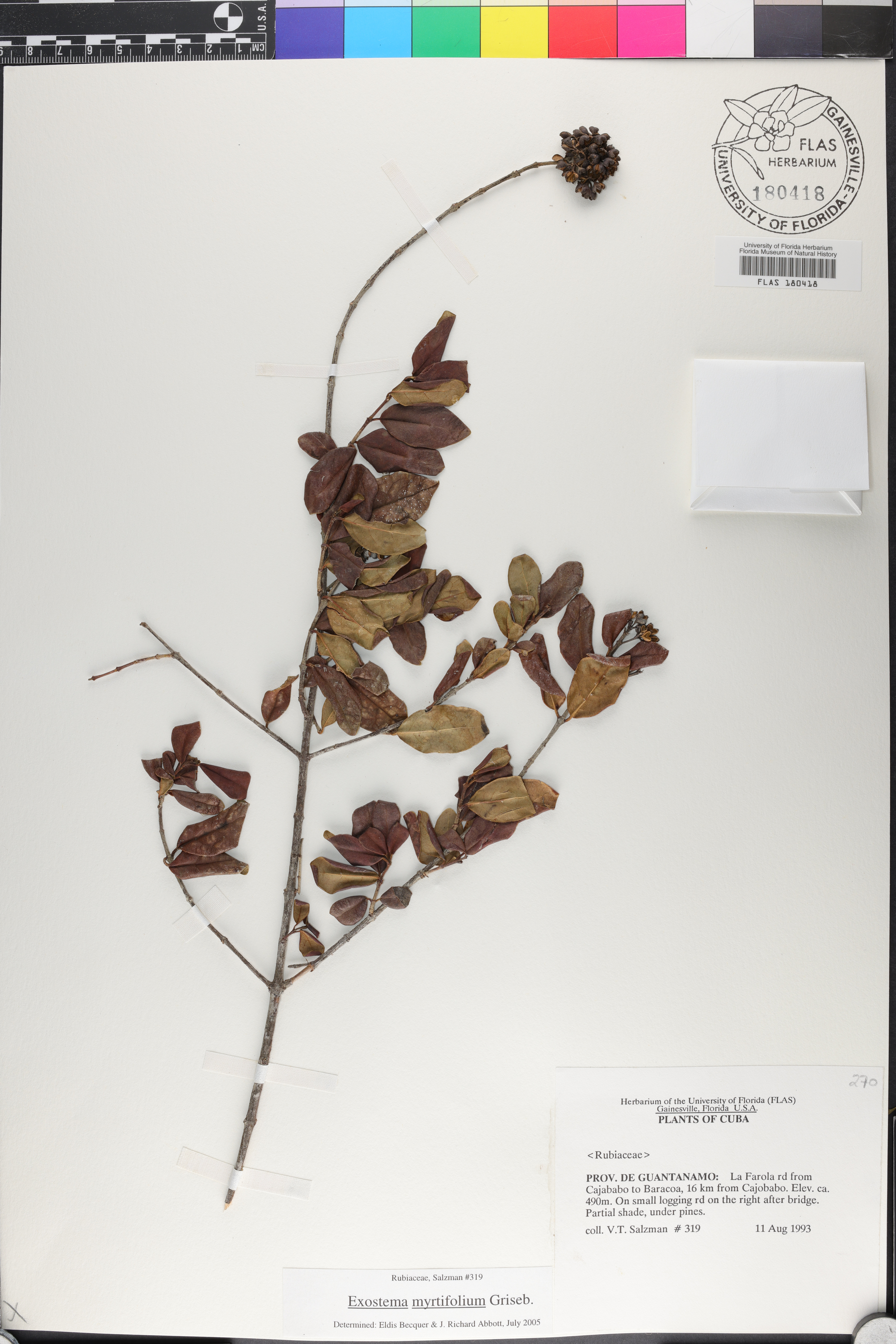 Exostema myrtifolium image