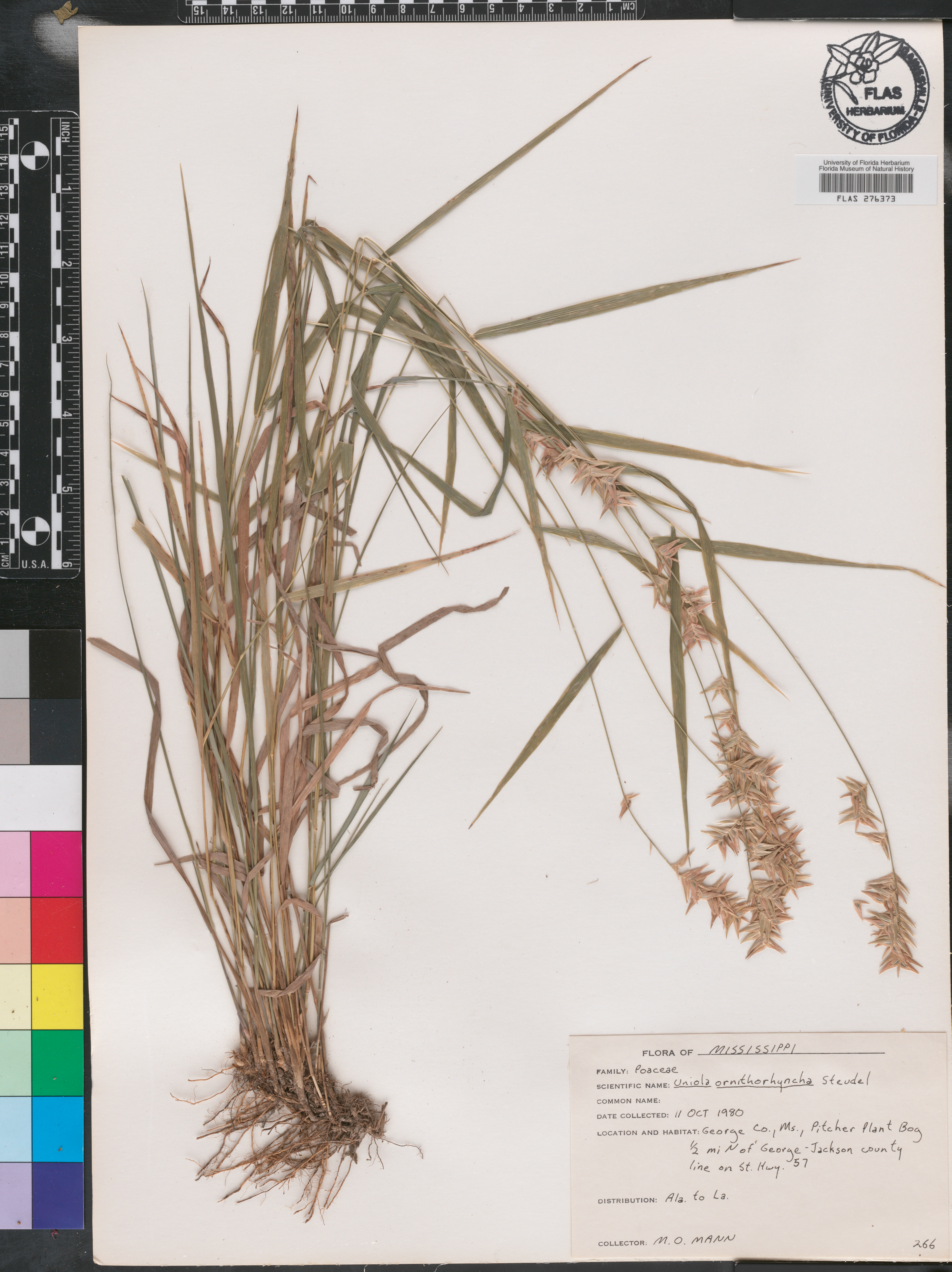 Uniola ornithorhyncha image