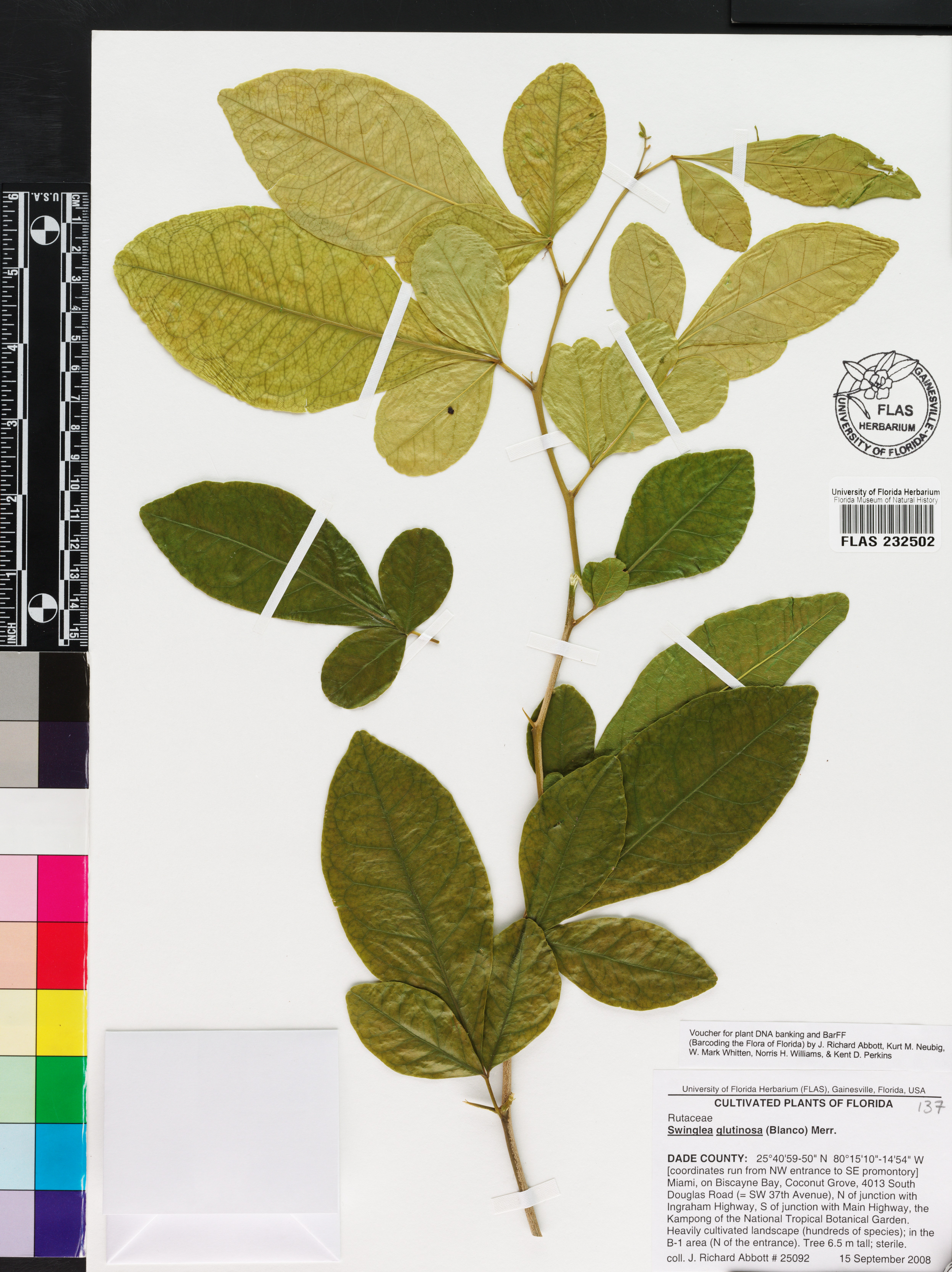 Swinglea glutinosa image