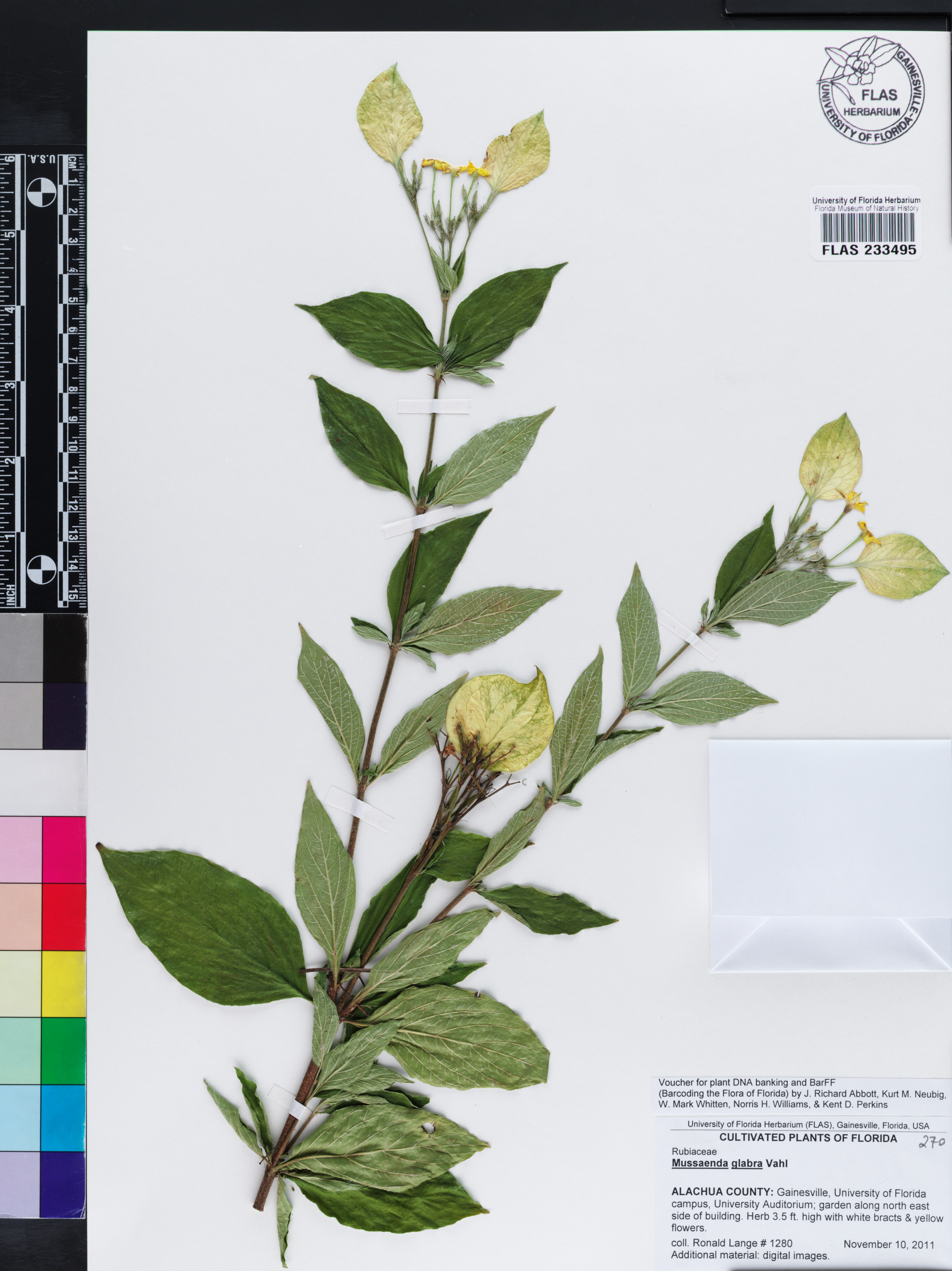 Pseudomussaenda flava image