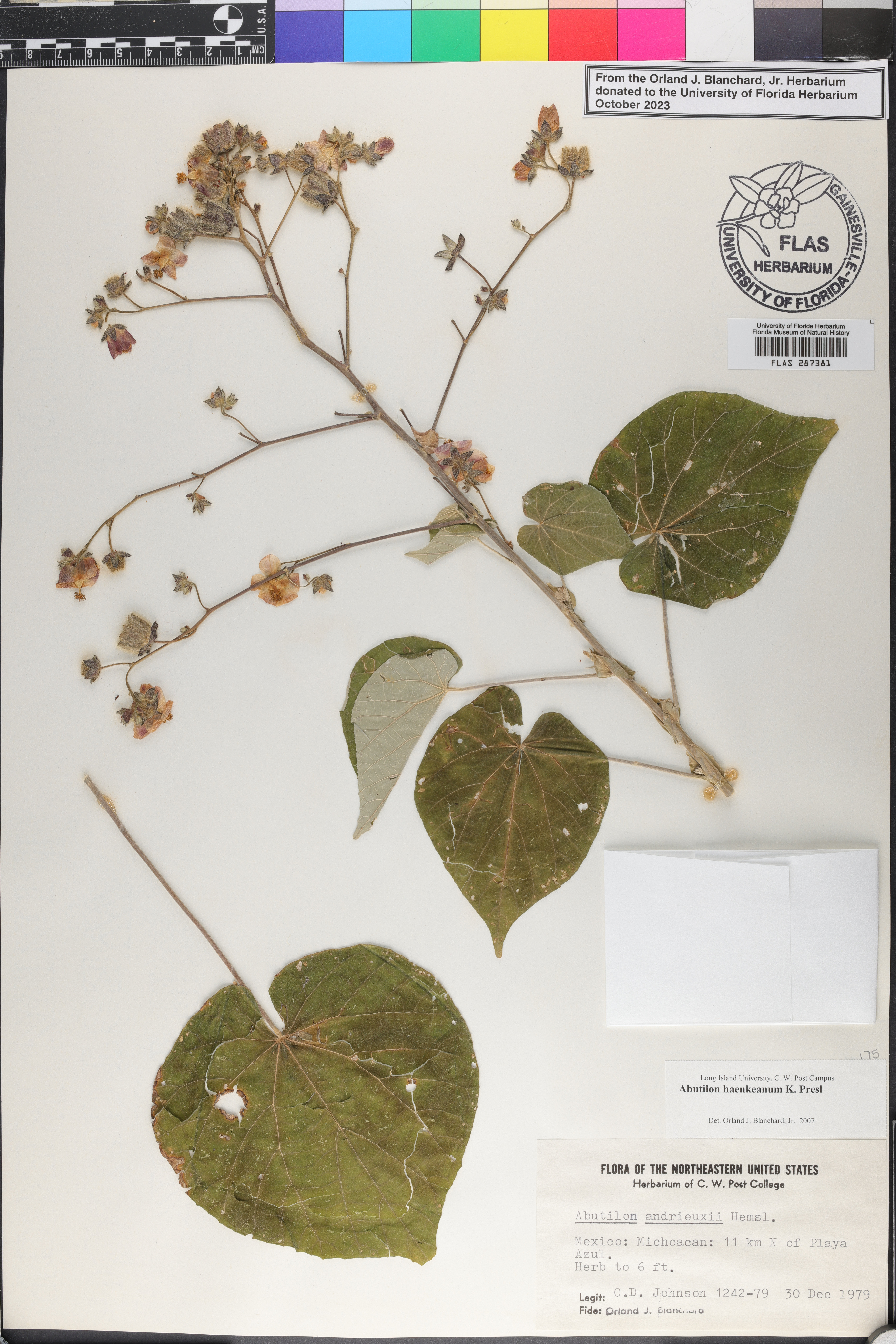 Abutilon haenkeanum image