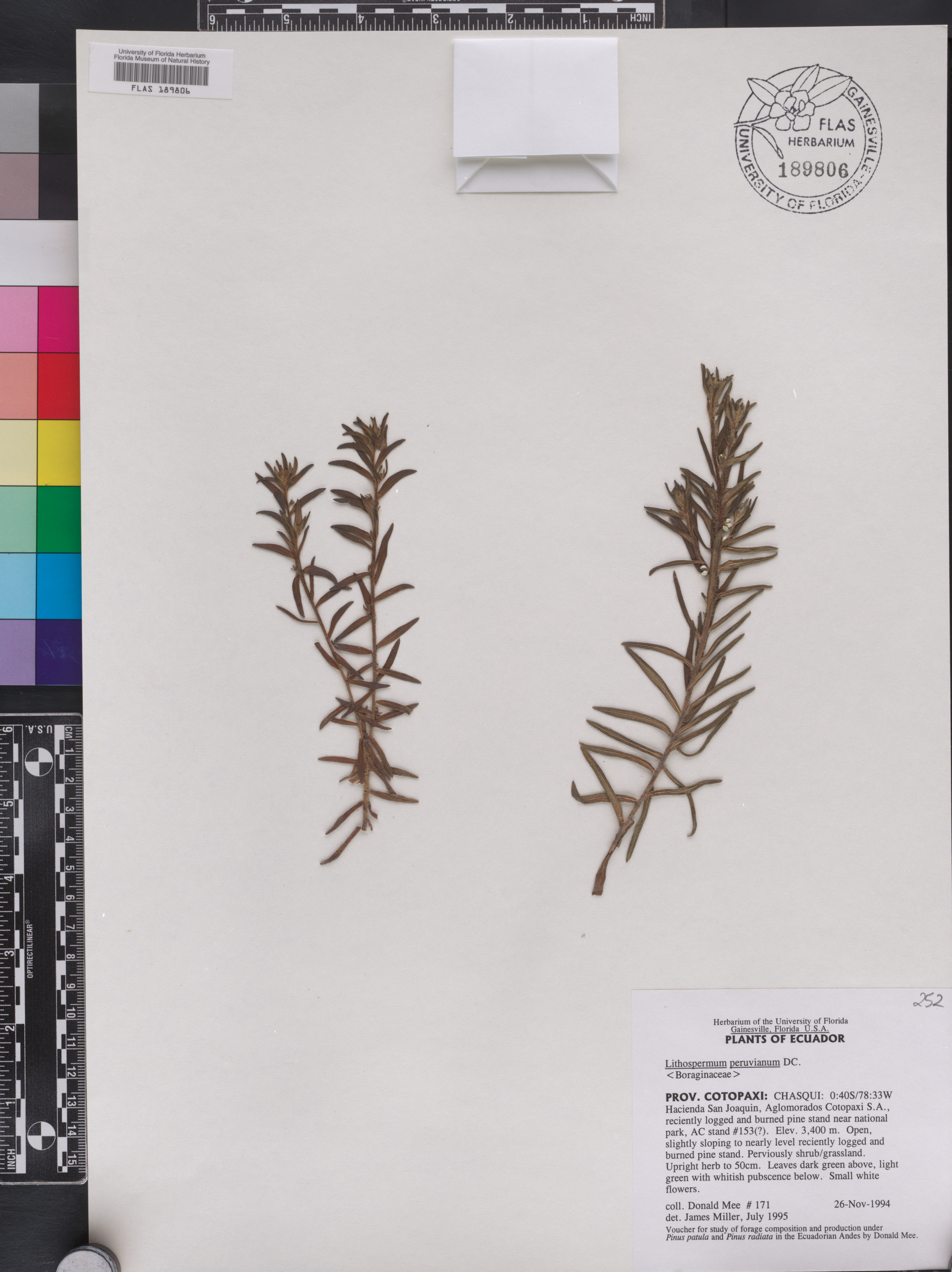 Lithospermum peruvianum image