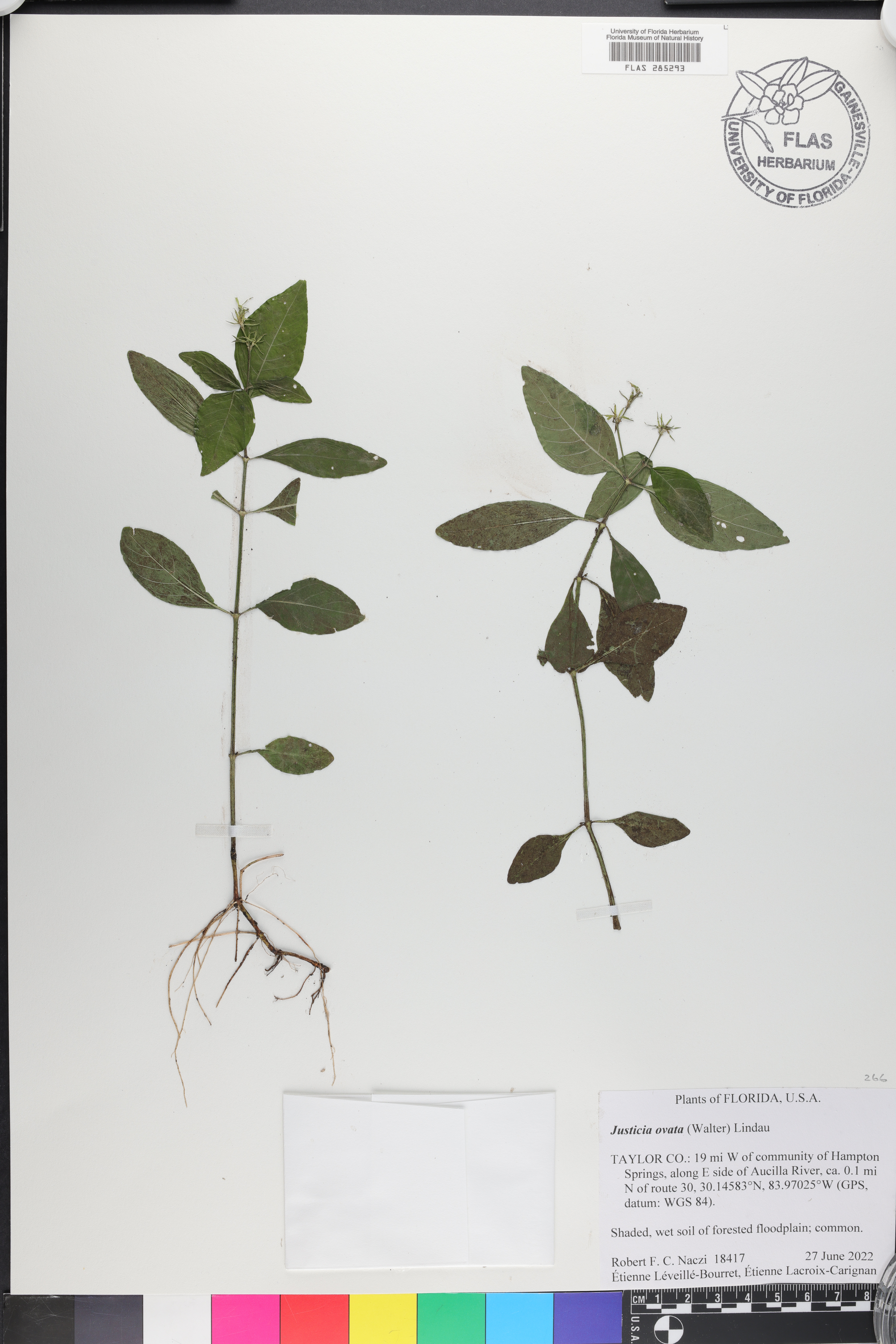 Justicia ovata image
