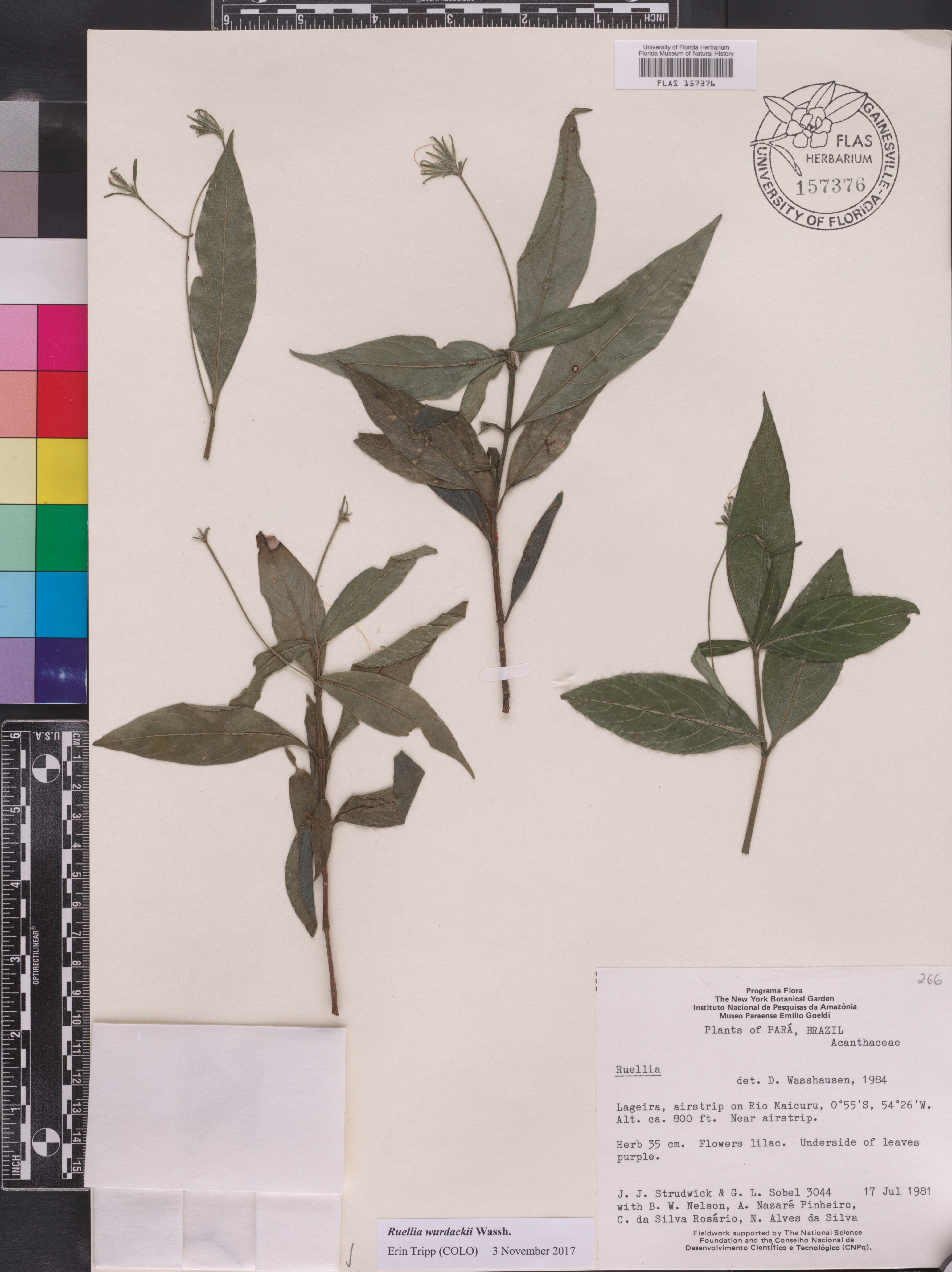 Ruellia wurdackii image