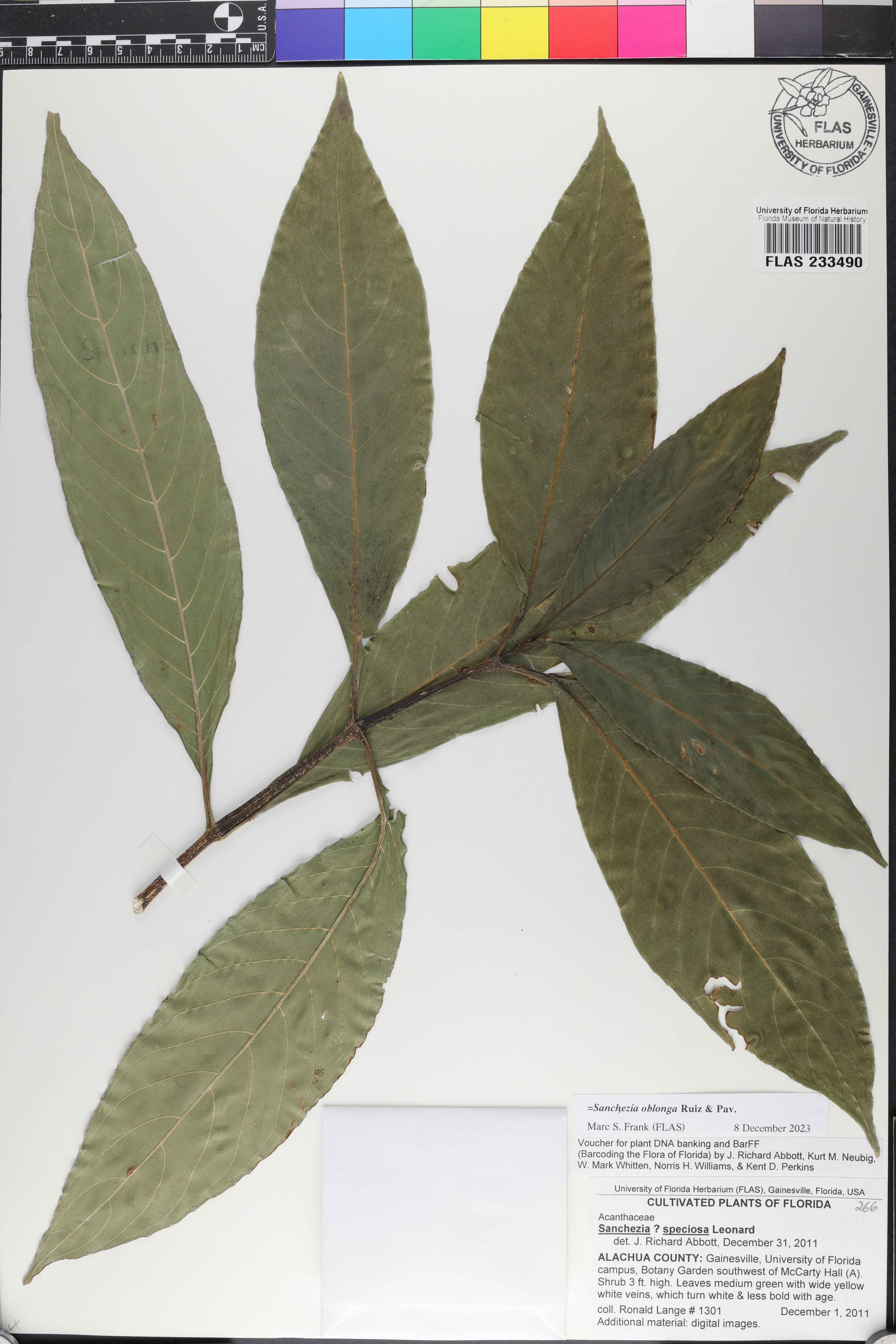 Sanchezia oblonga image