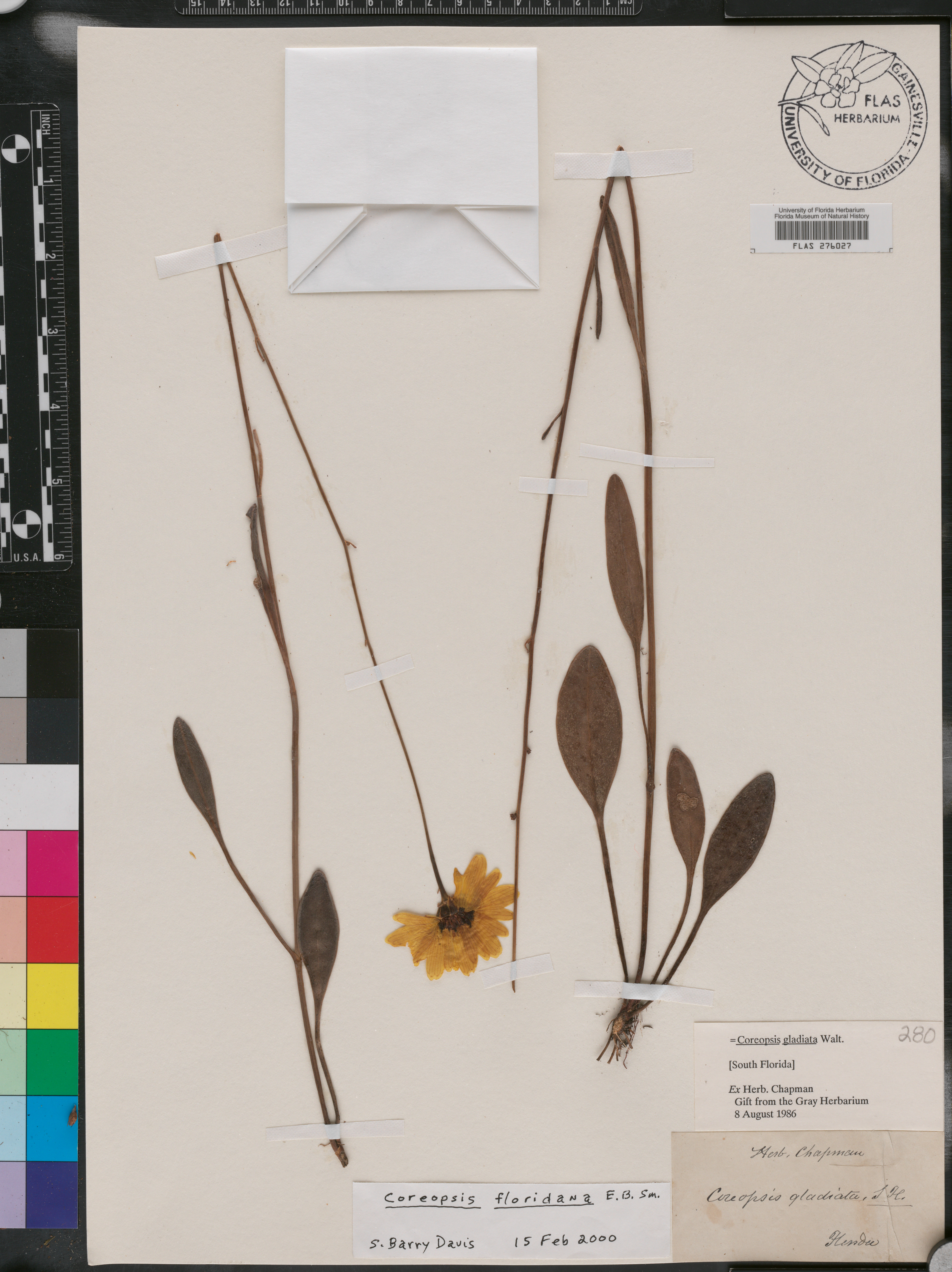 Coreopsis floridana image