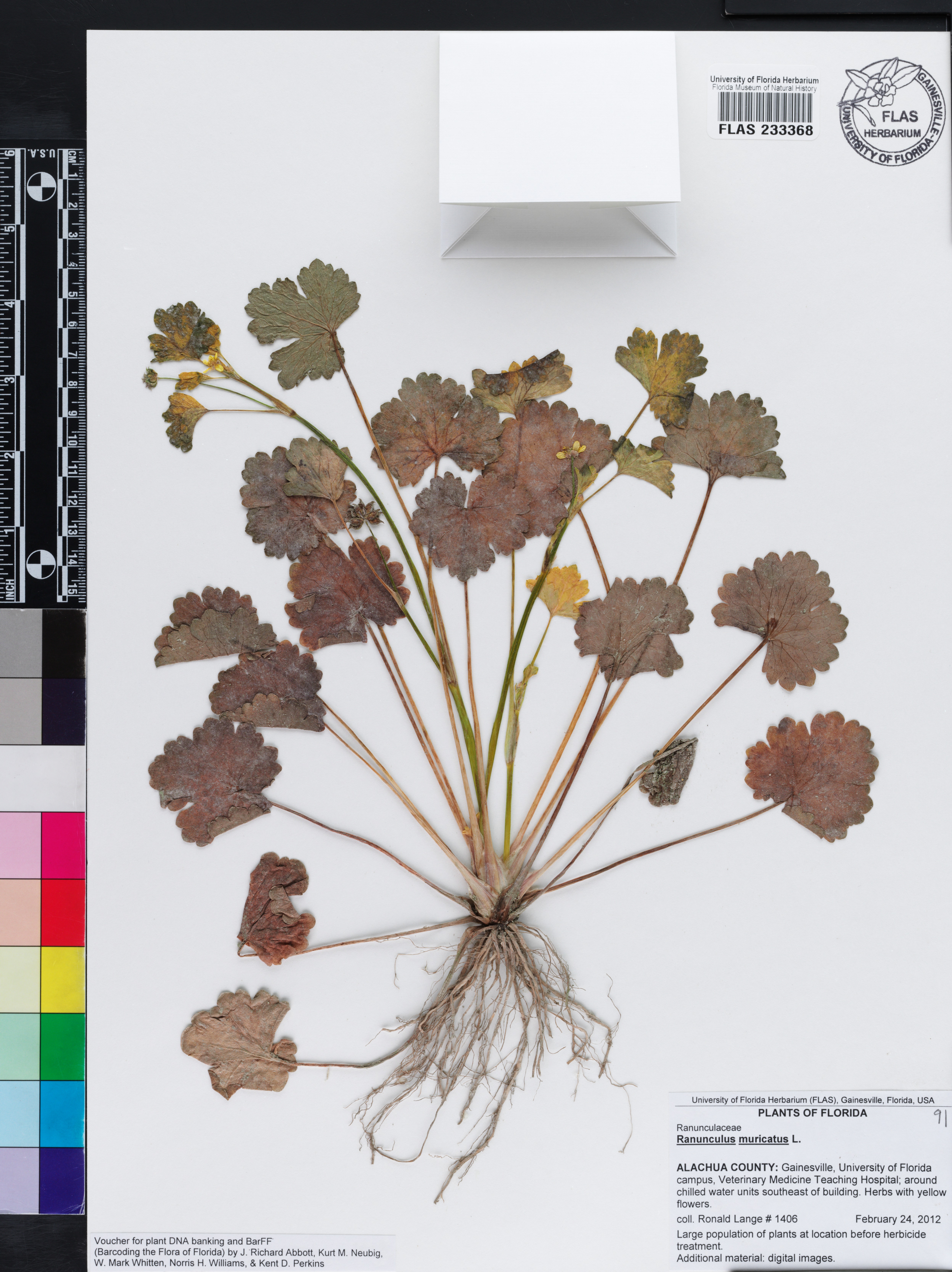 Ranunculus muricatus image
