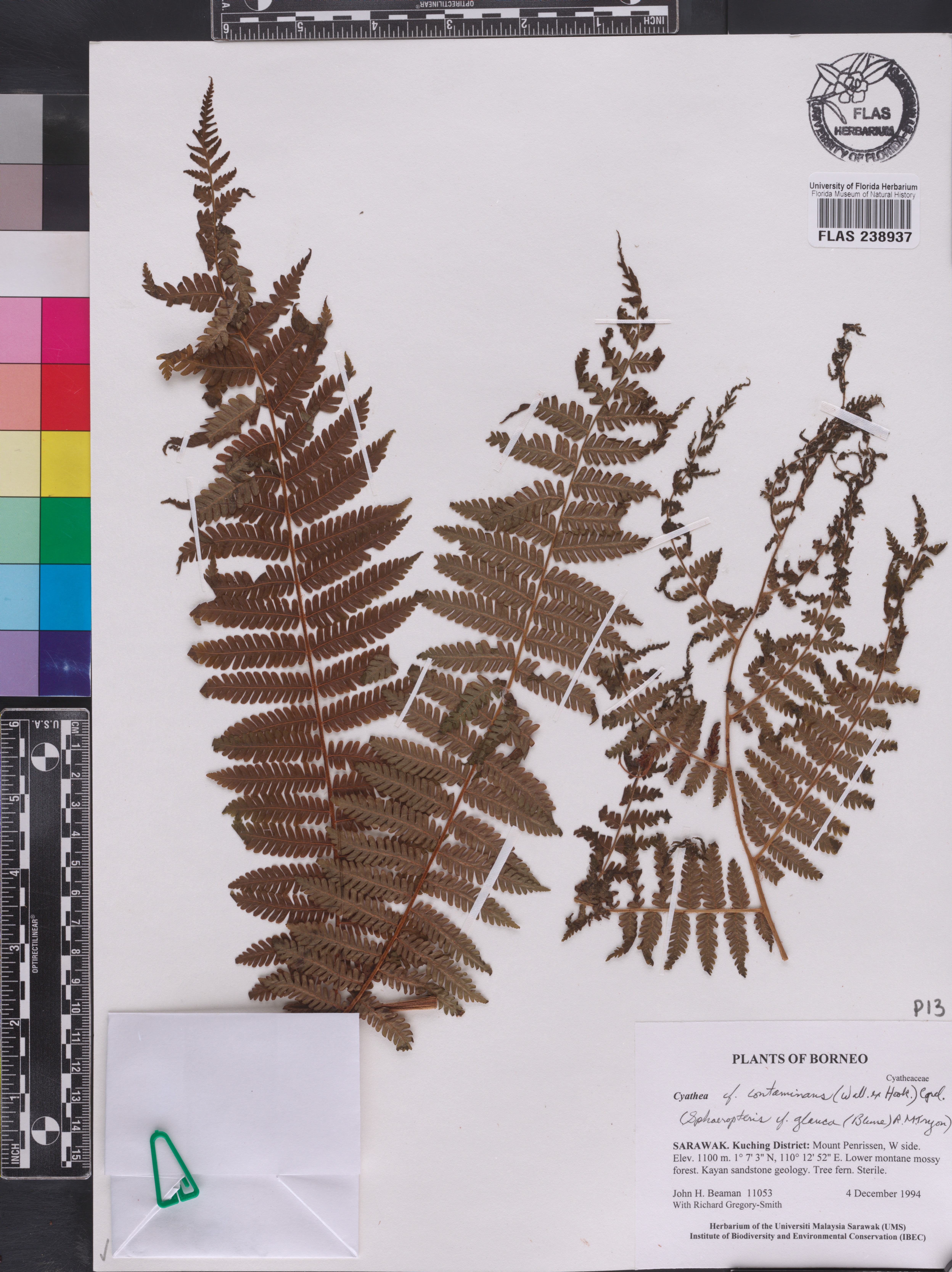 Cyathea contaminans image