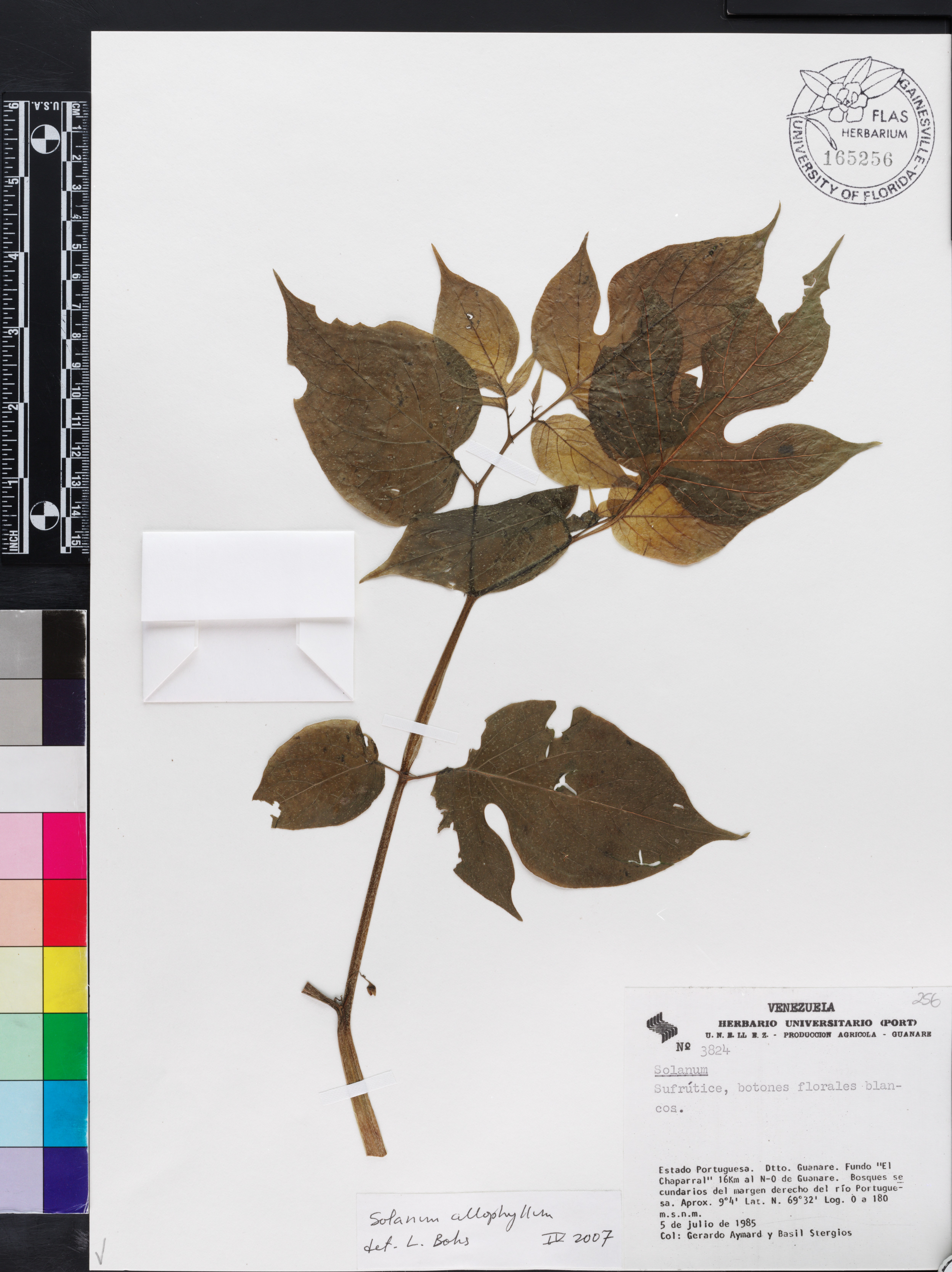 Solanum allophyllum image
