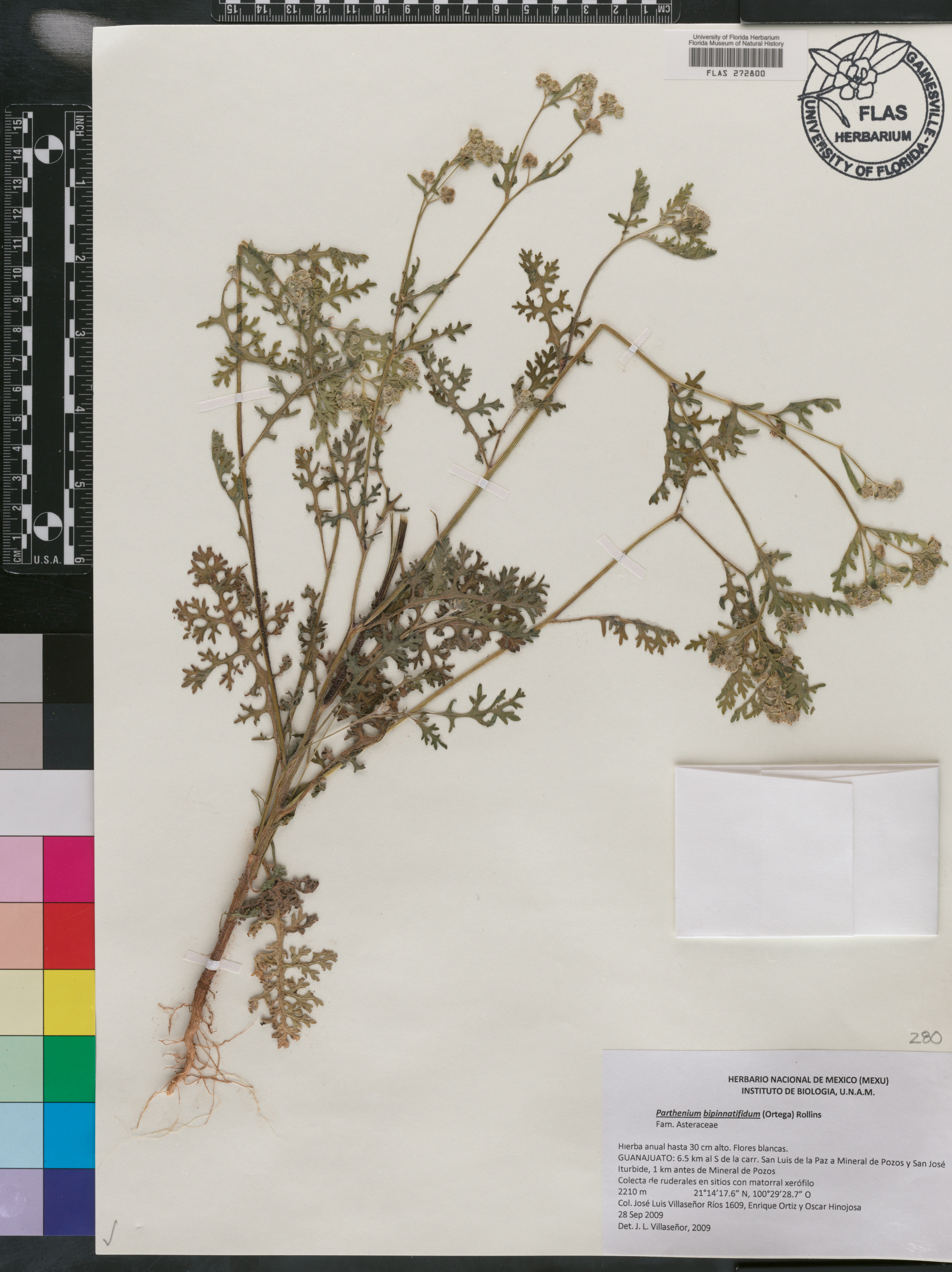 Parthenium bipinnatifidum image