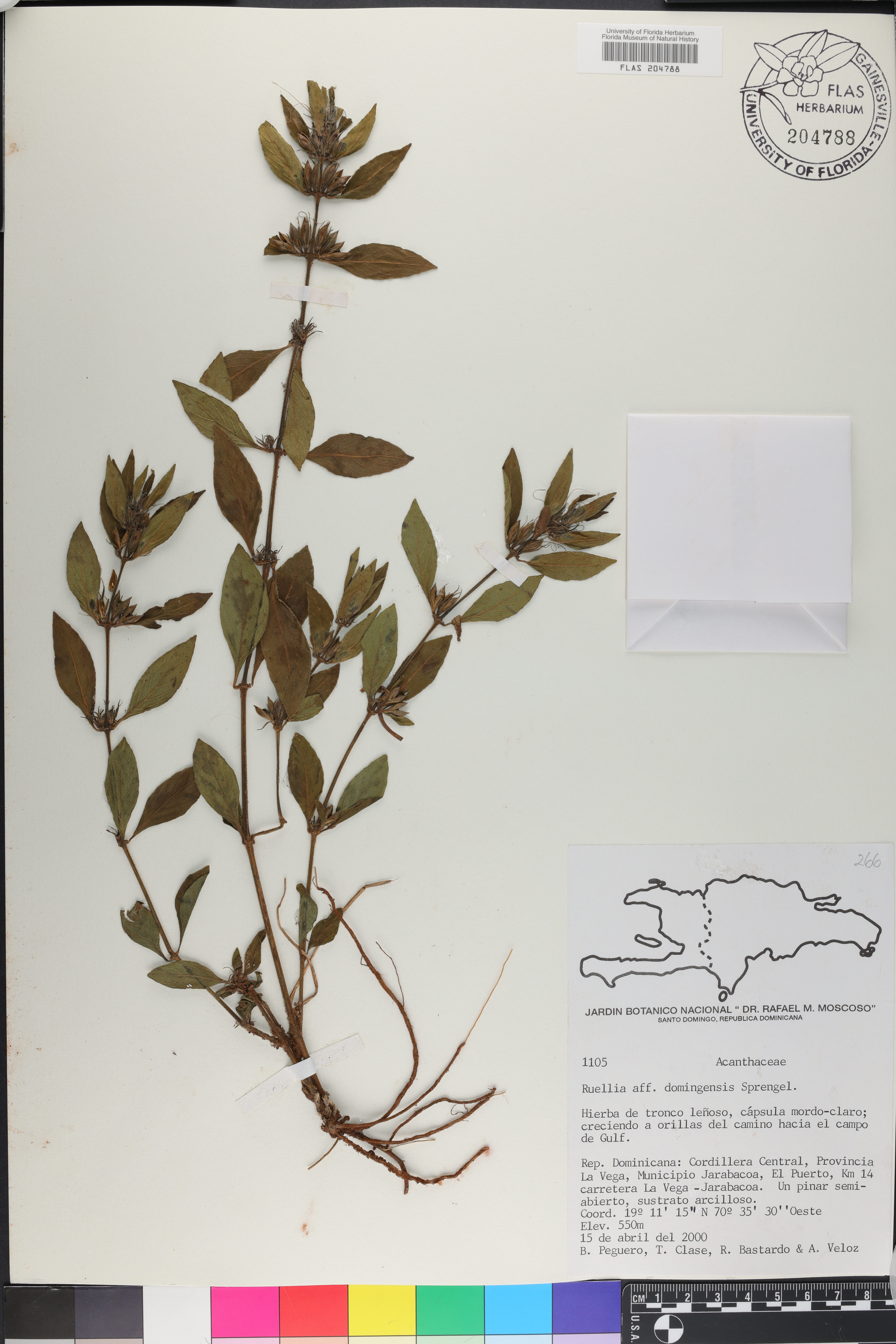 Ruellia domingensis image