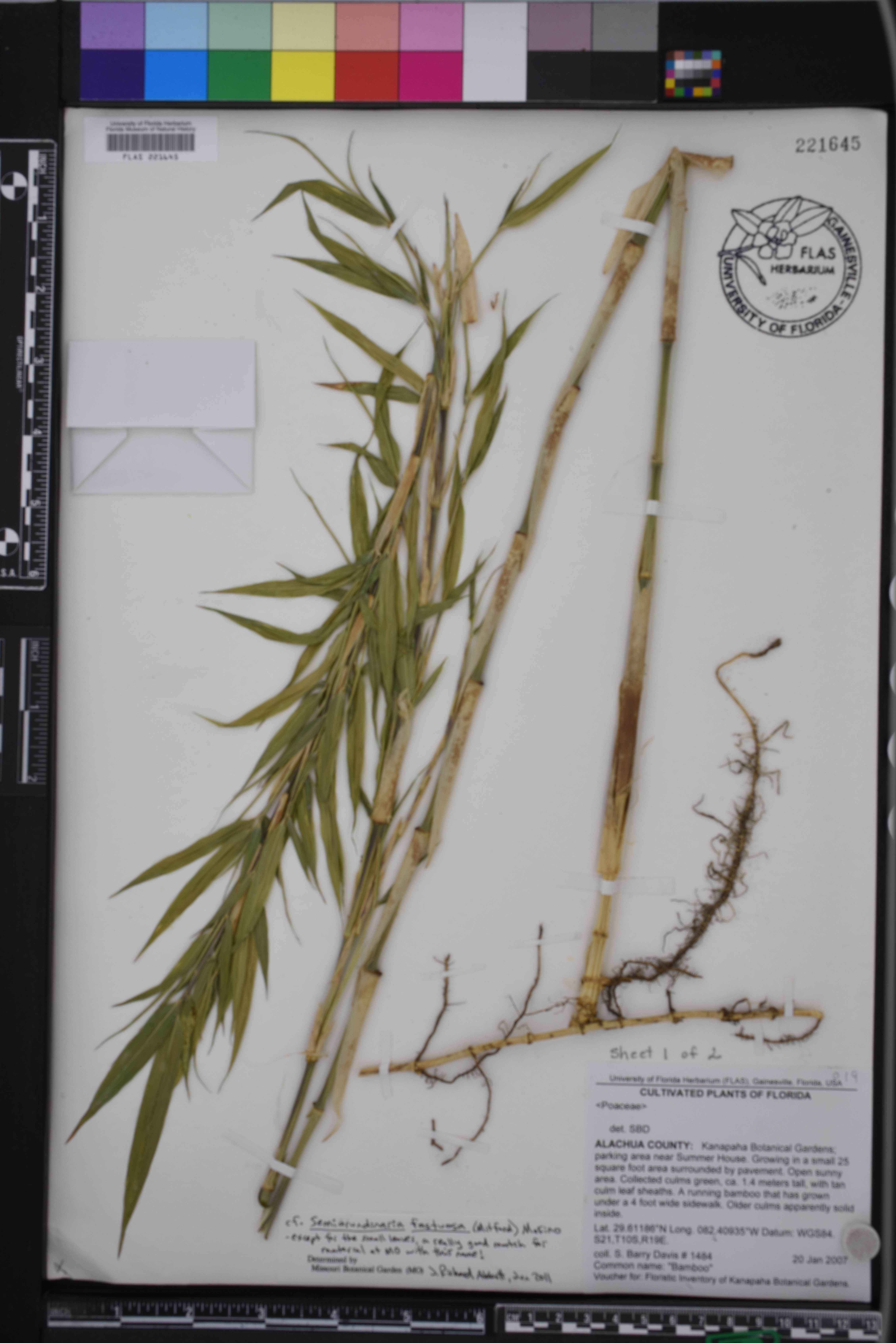 Semiarundinaria fastuosa image