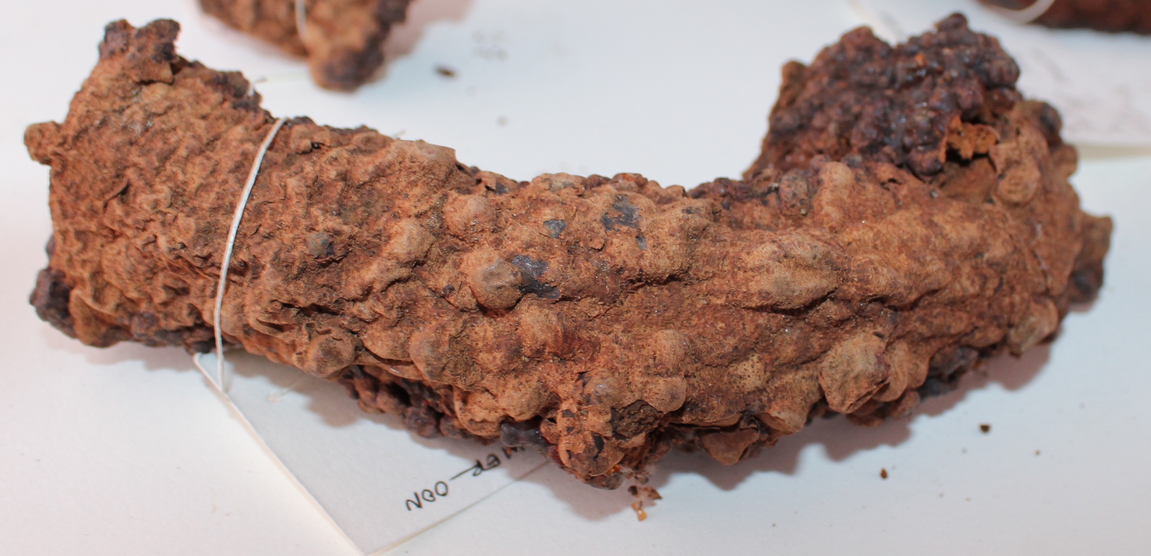 Carapa procera image