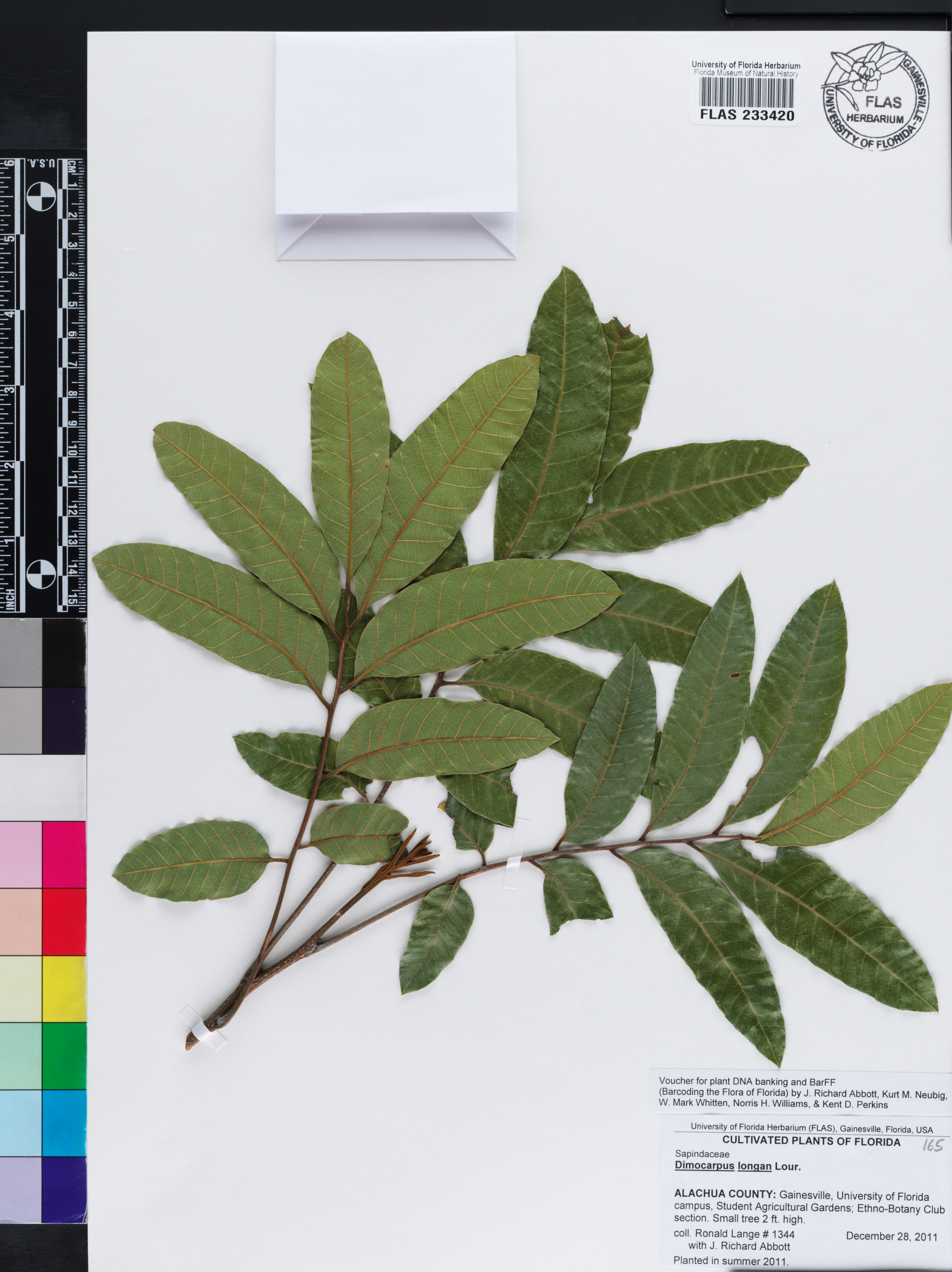 Dimocarpus image