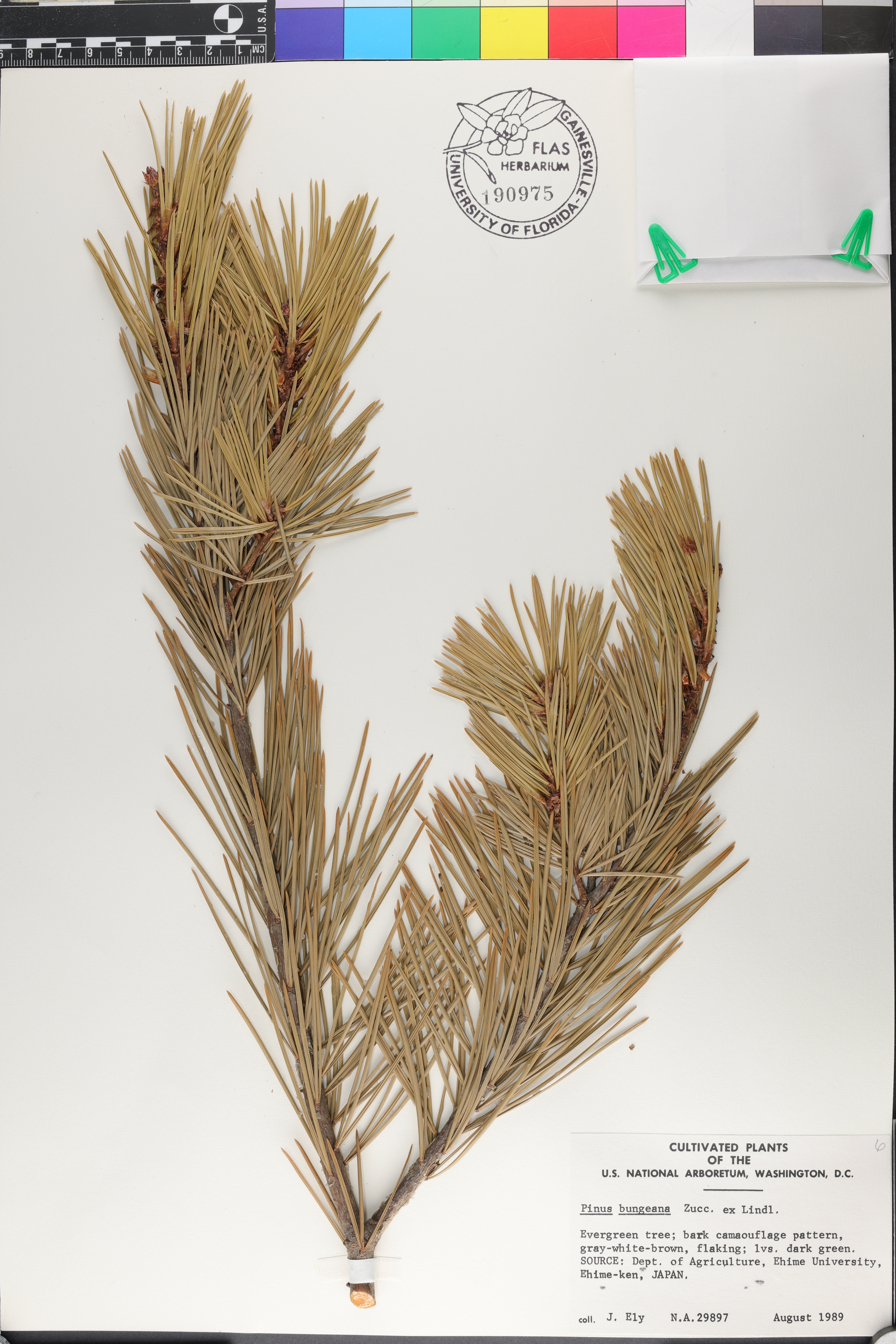 Pinus bungeana image