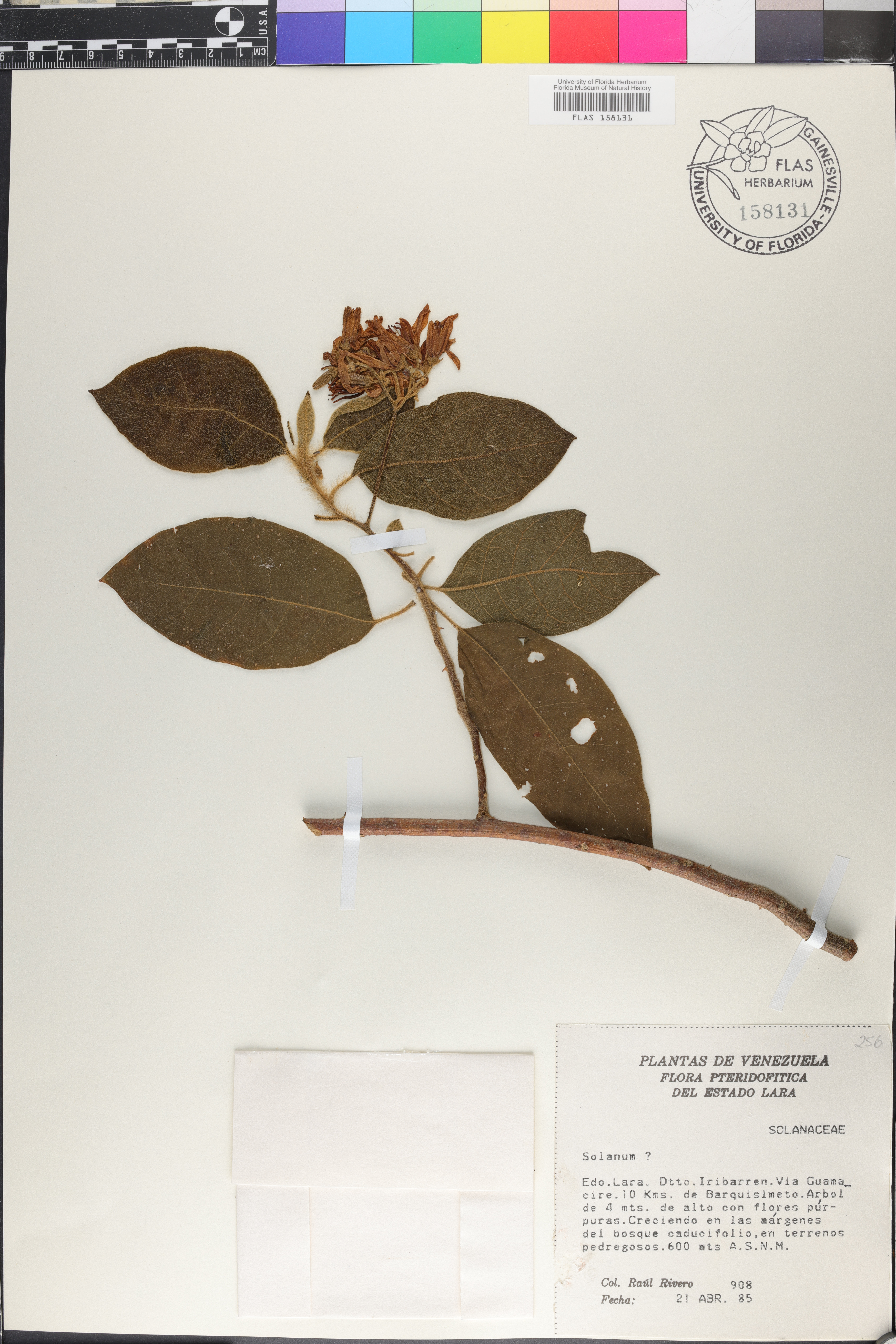 Solanum velutinum image