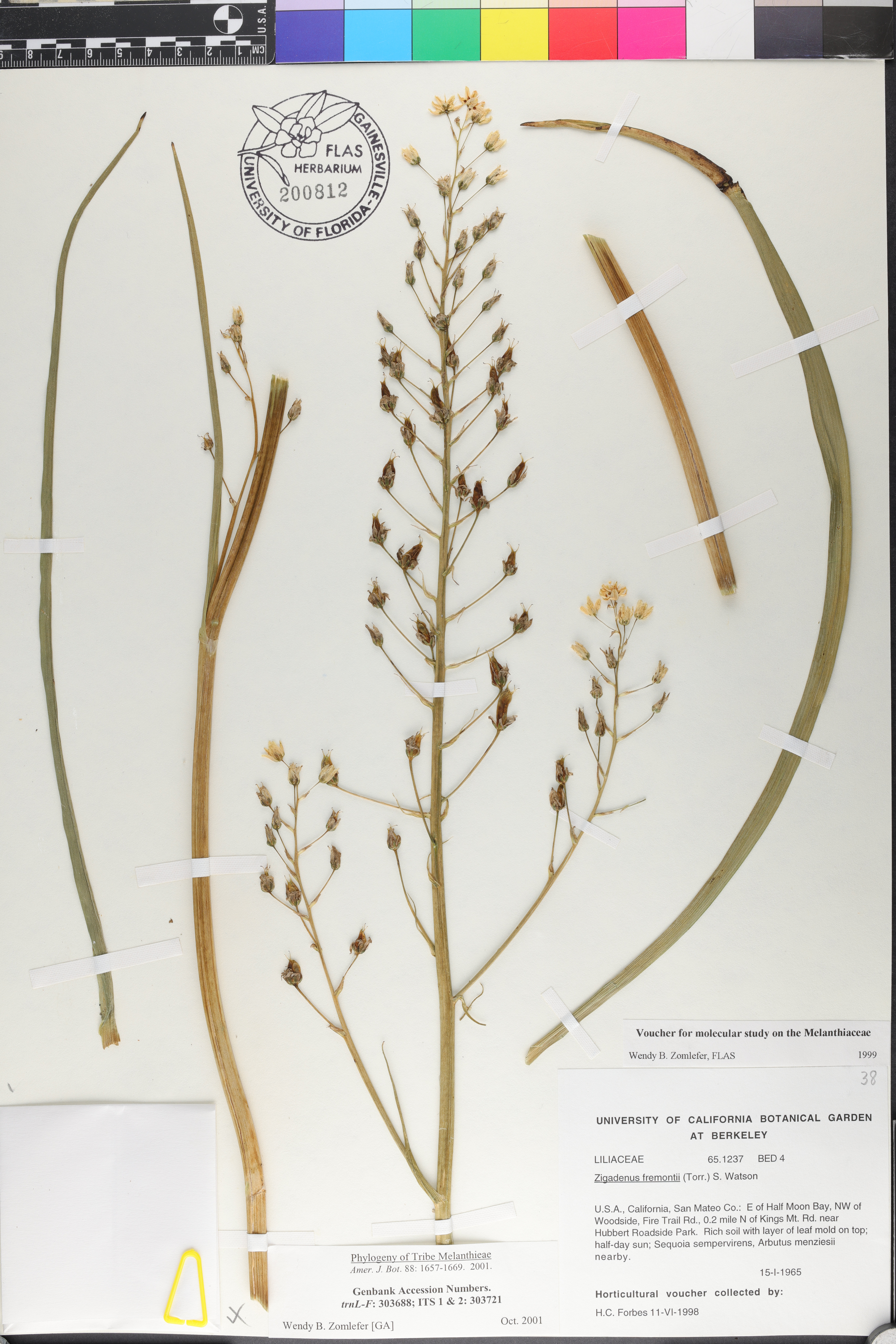 Zigadenus fremontii image