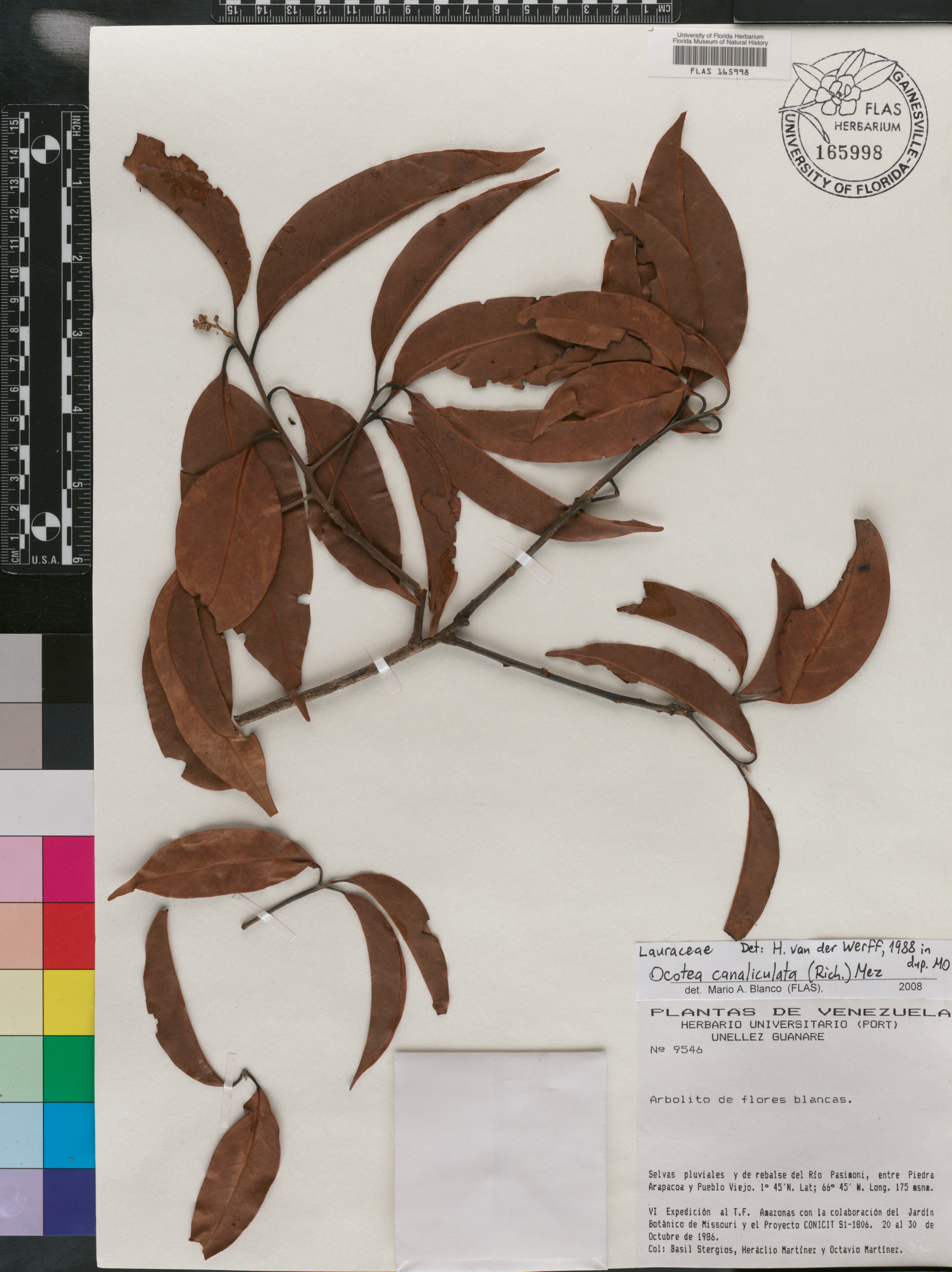 Ocotea canaliculata image